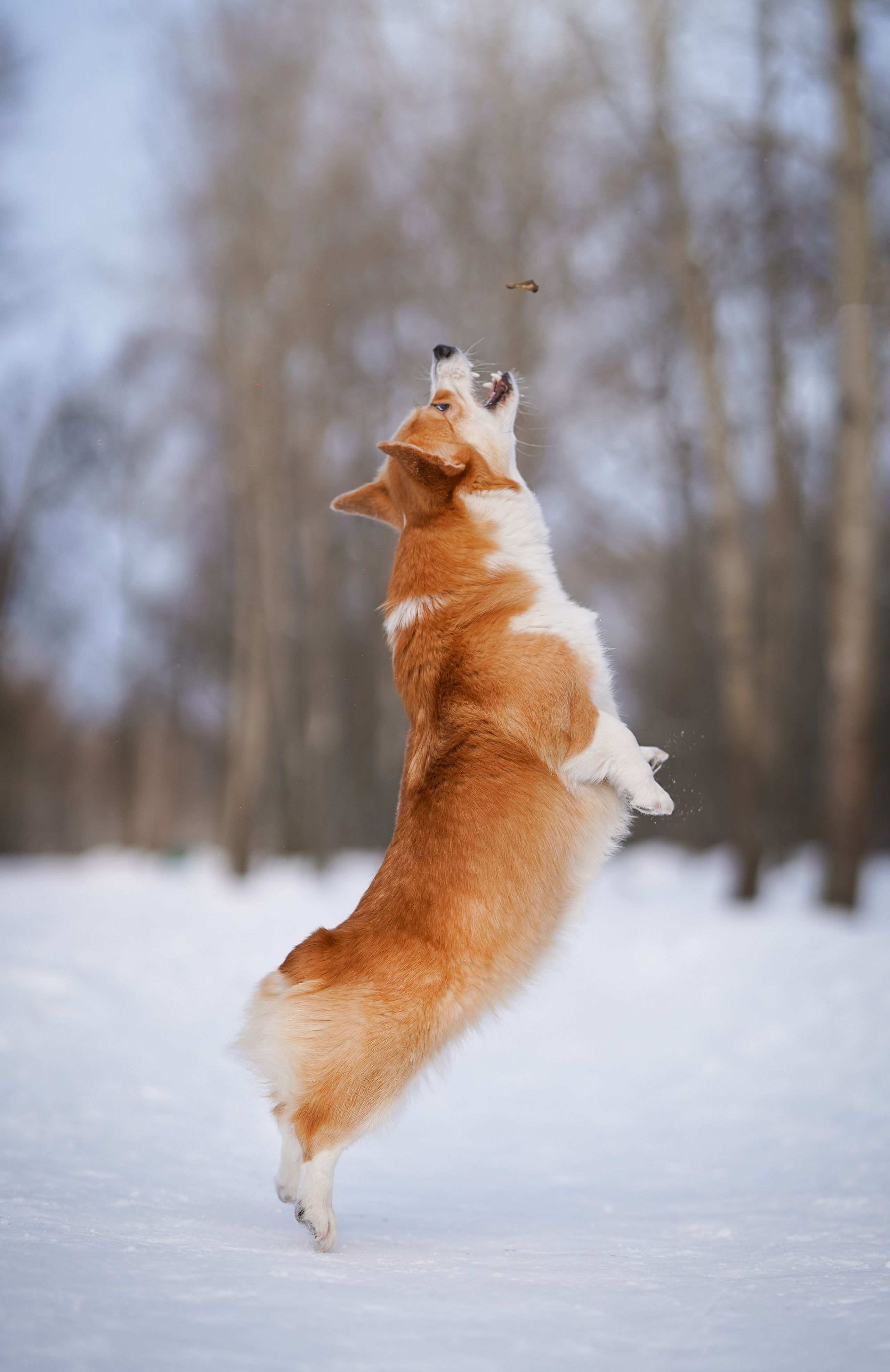 Кристина и Лаки. Фотограф-анималист в Санкт-Петербурге Яна Мартынова
