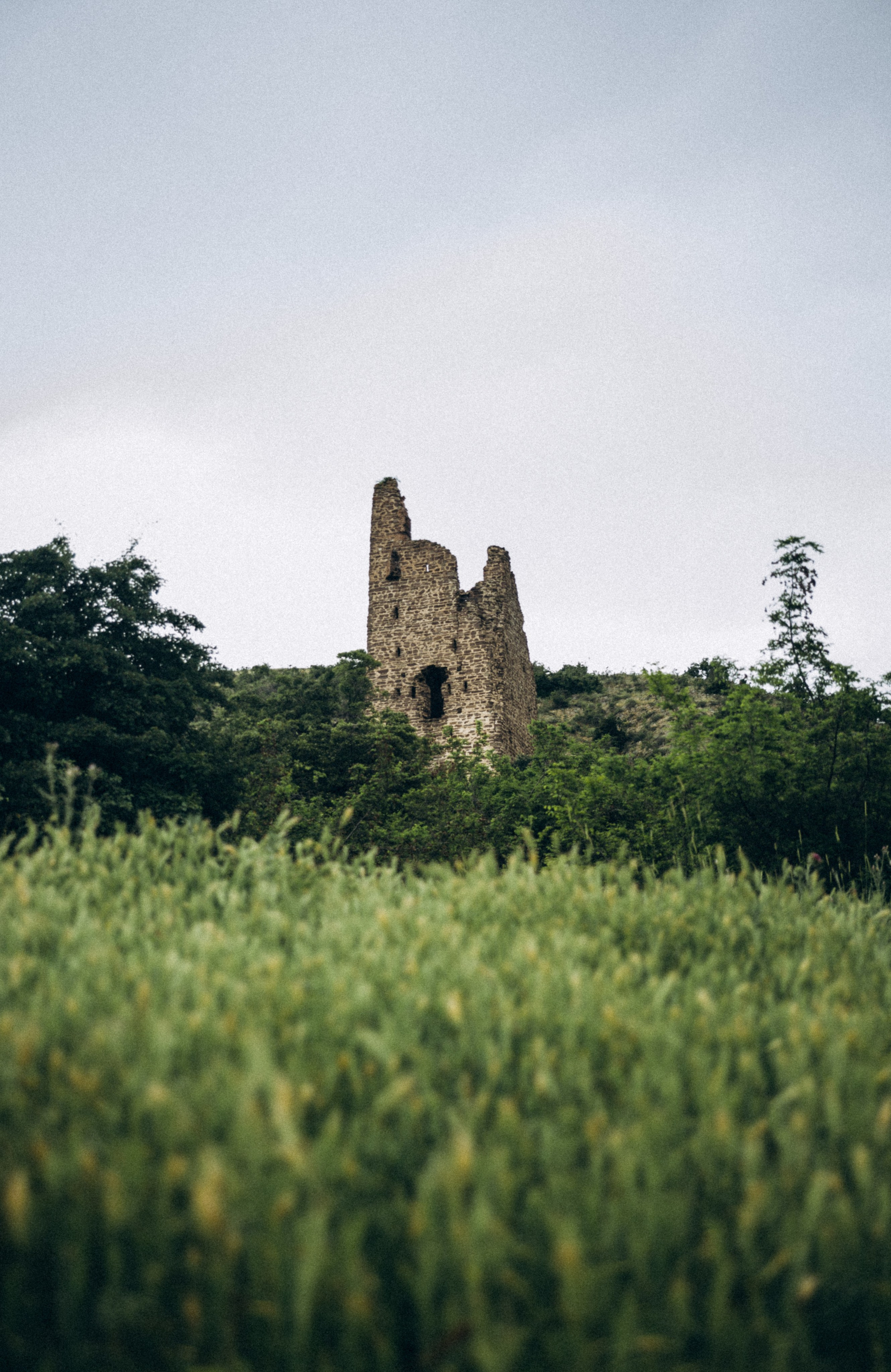 Коджори, Грузия 🇬🇪 «Honey Trip». Anita_photo