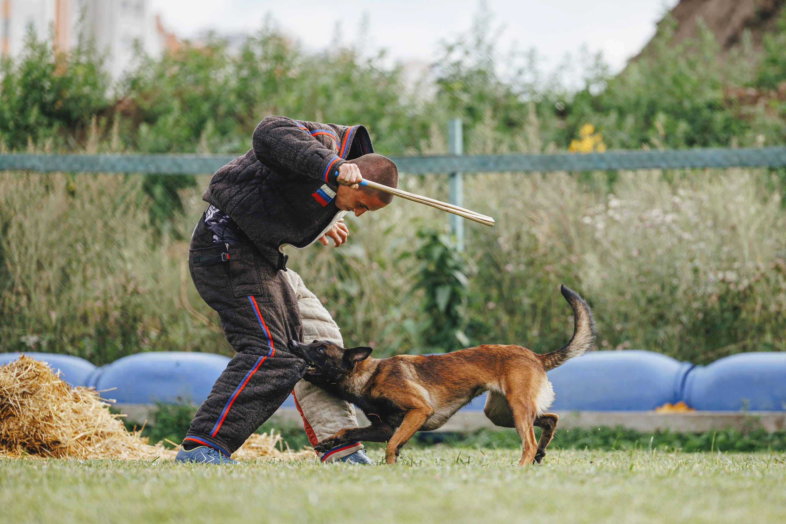 08.08.25-10.08.25 ЧР по мондьорингу г. Вологда. Фотограф-анималист Анна Маринич