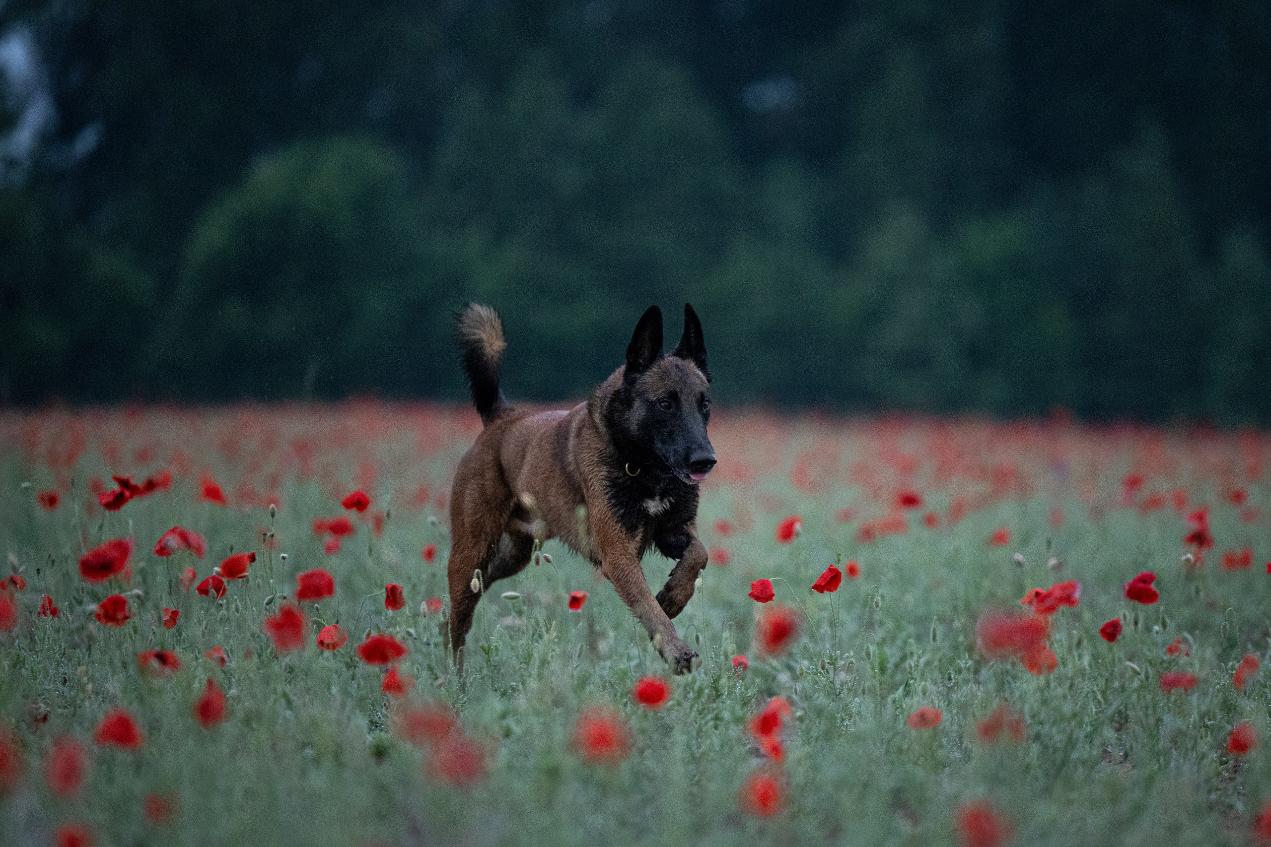 Маковое поле. Фотограф-анималист Анна Маринич