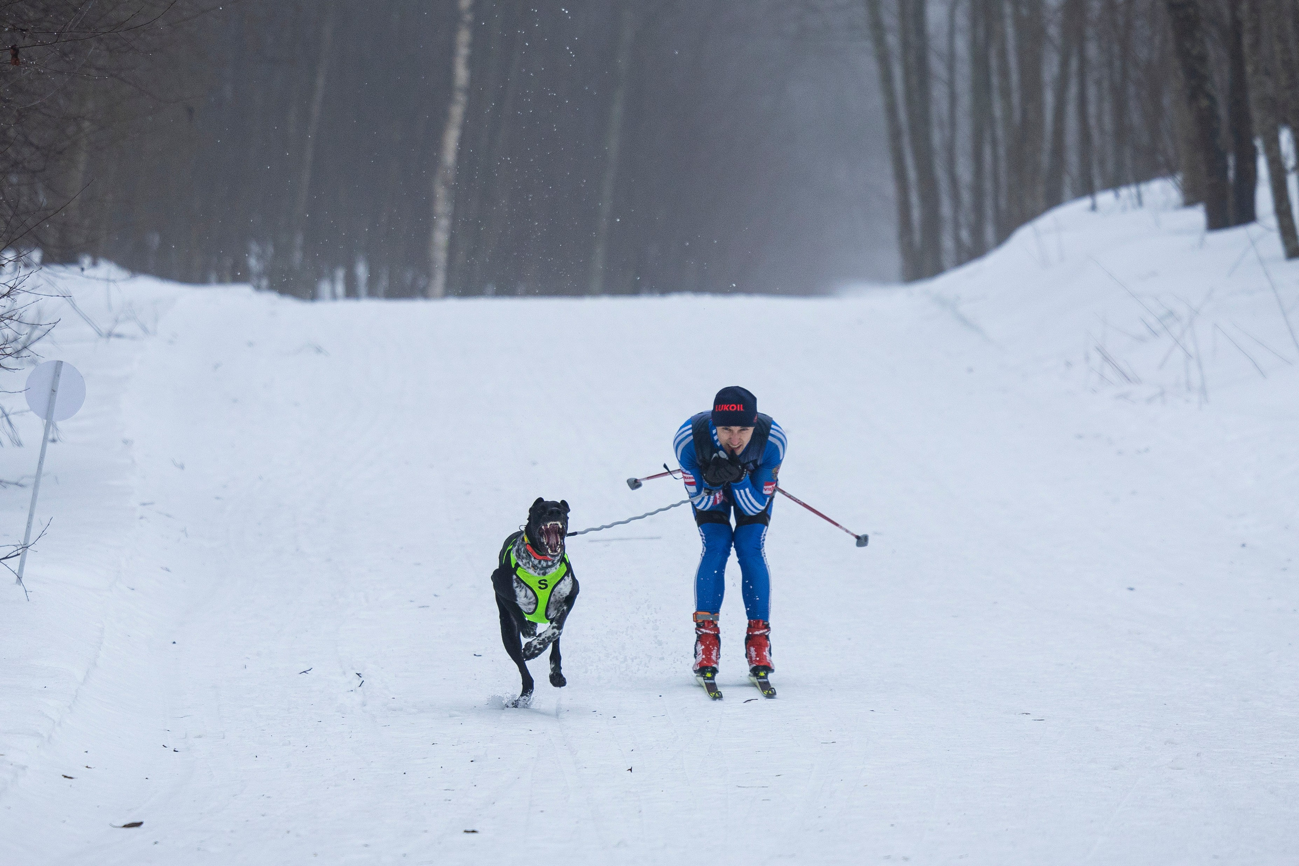 Зимний Чемпионат Санкт-Петербурга по ездовому спорту. Фотограф-анималист Анна Маринич