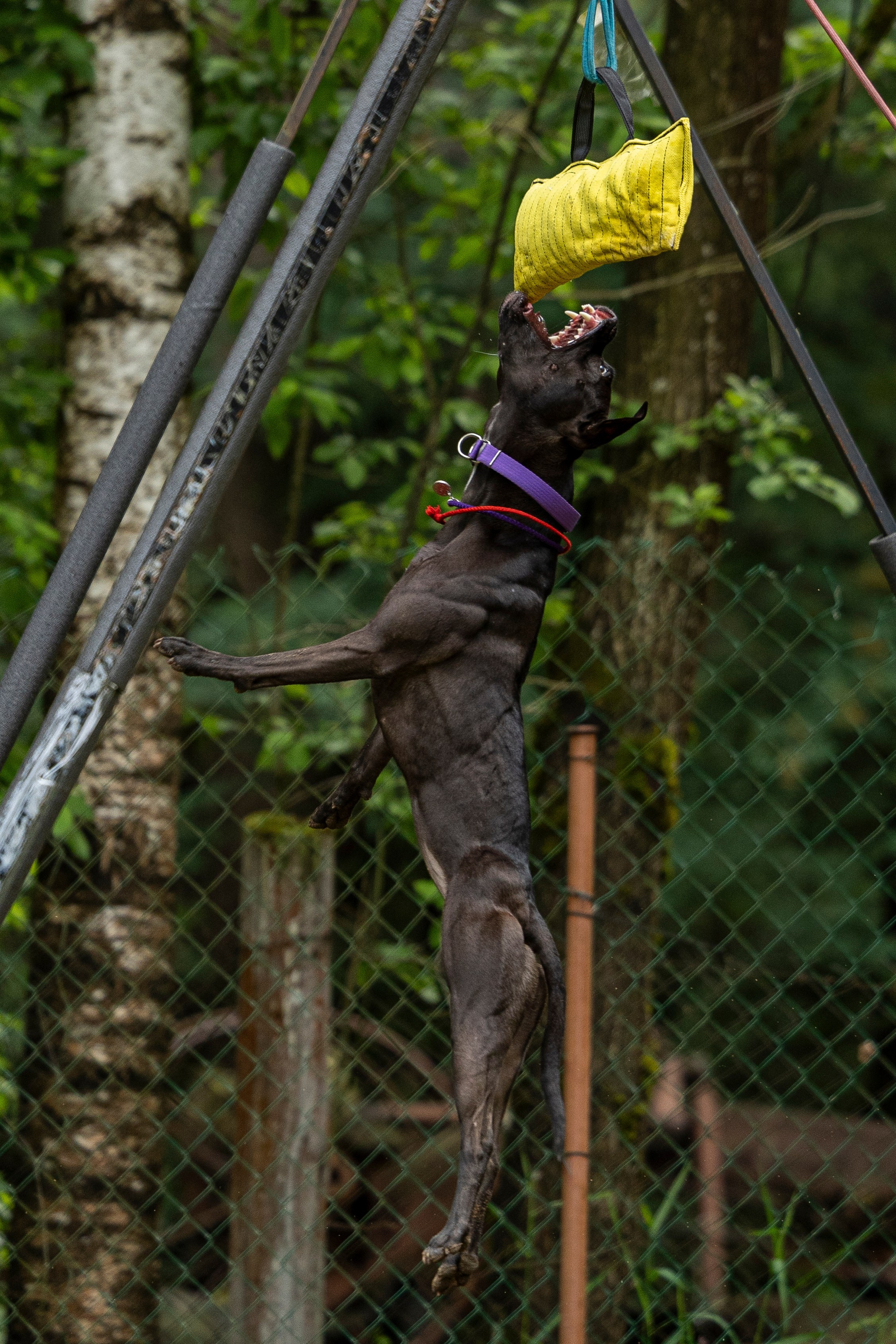 Пит-стафф многоборье. Фотограф-анималист Анна Маринич