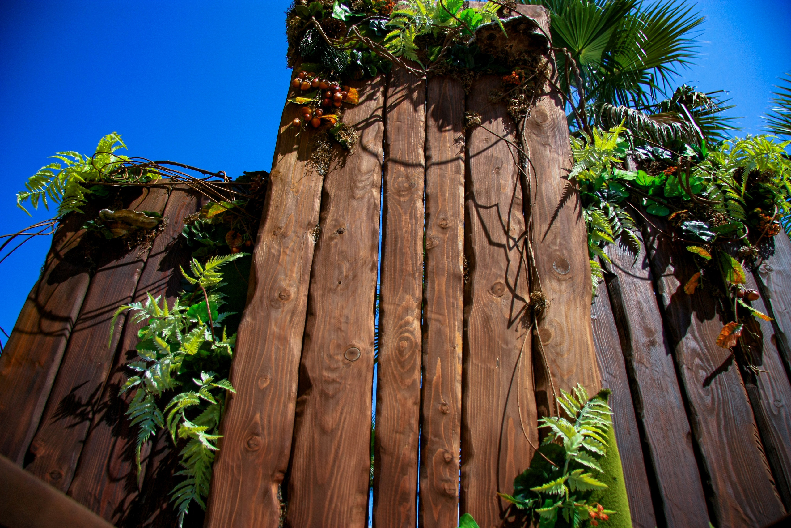 Первые кадры. Сочи — парк. Фотограф Роман Адлер