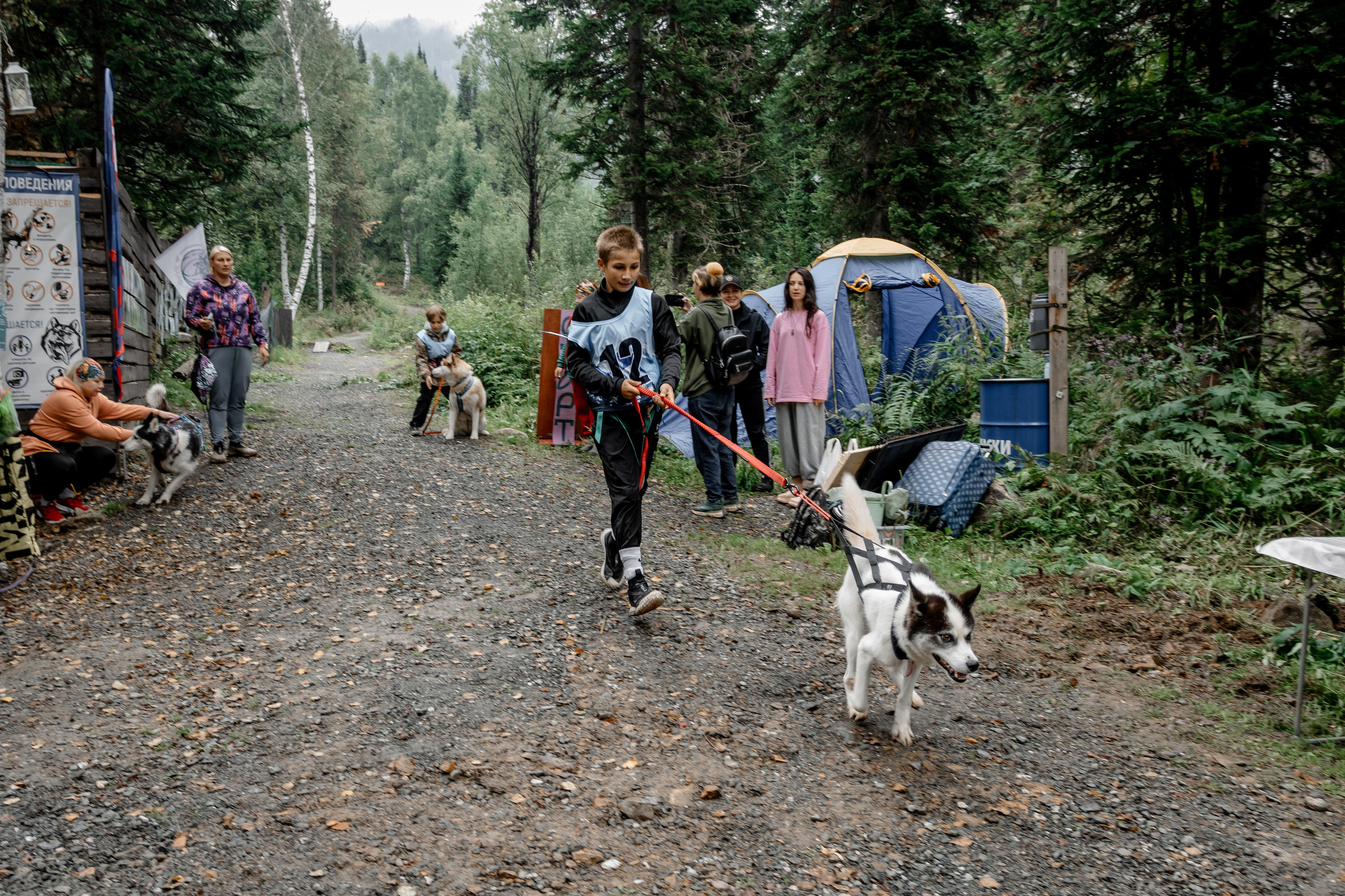 Дог-треккинг