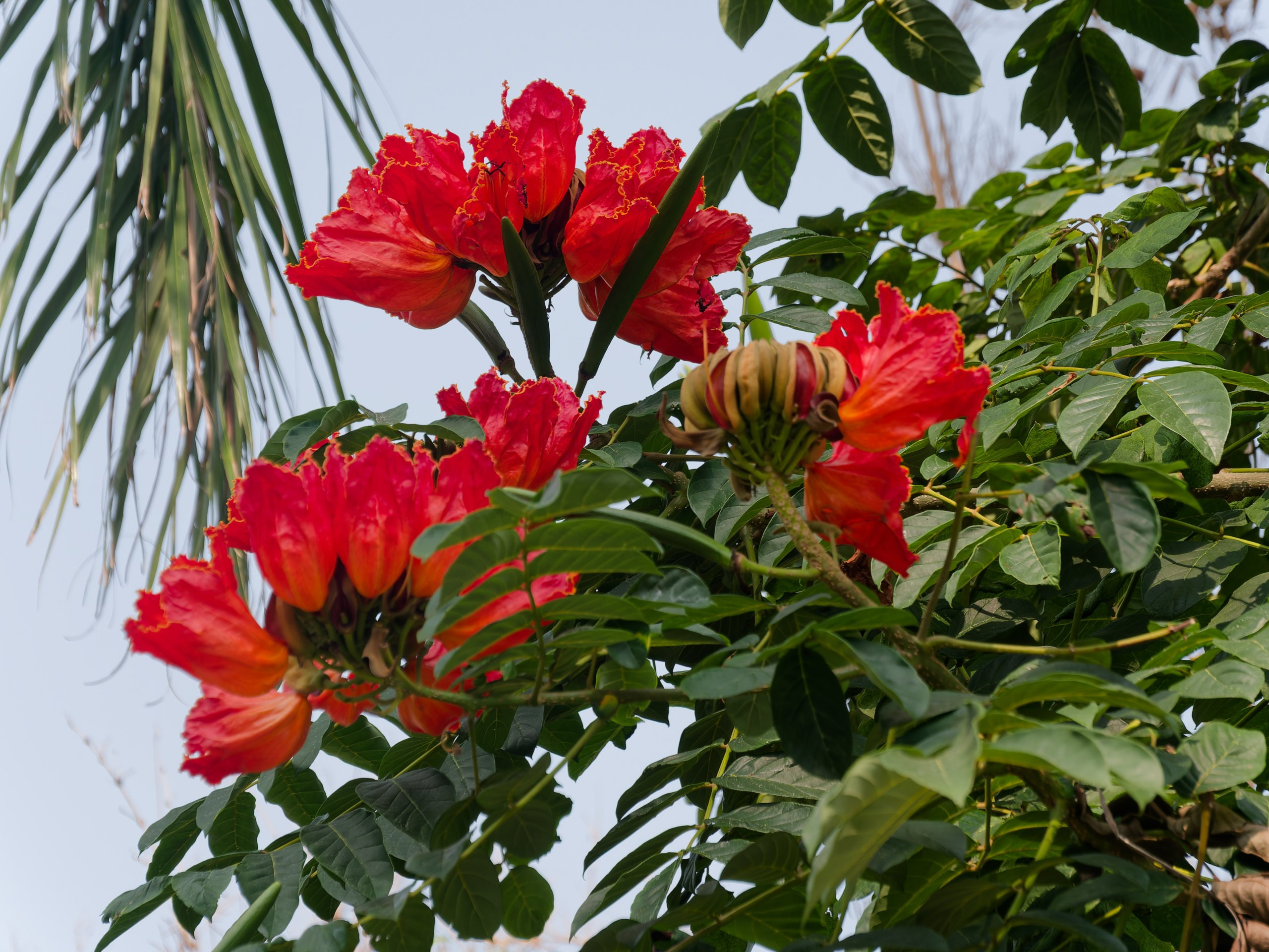 Хайнань 2026, флора, цветы и деревья. Фотопрогулки по Миру