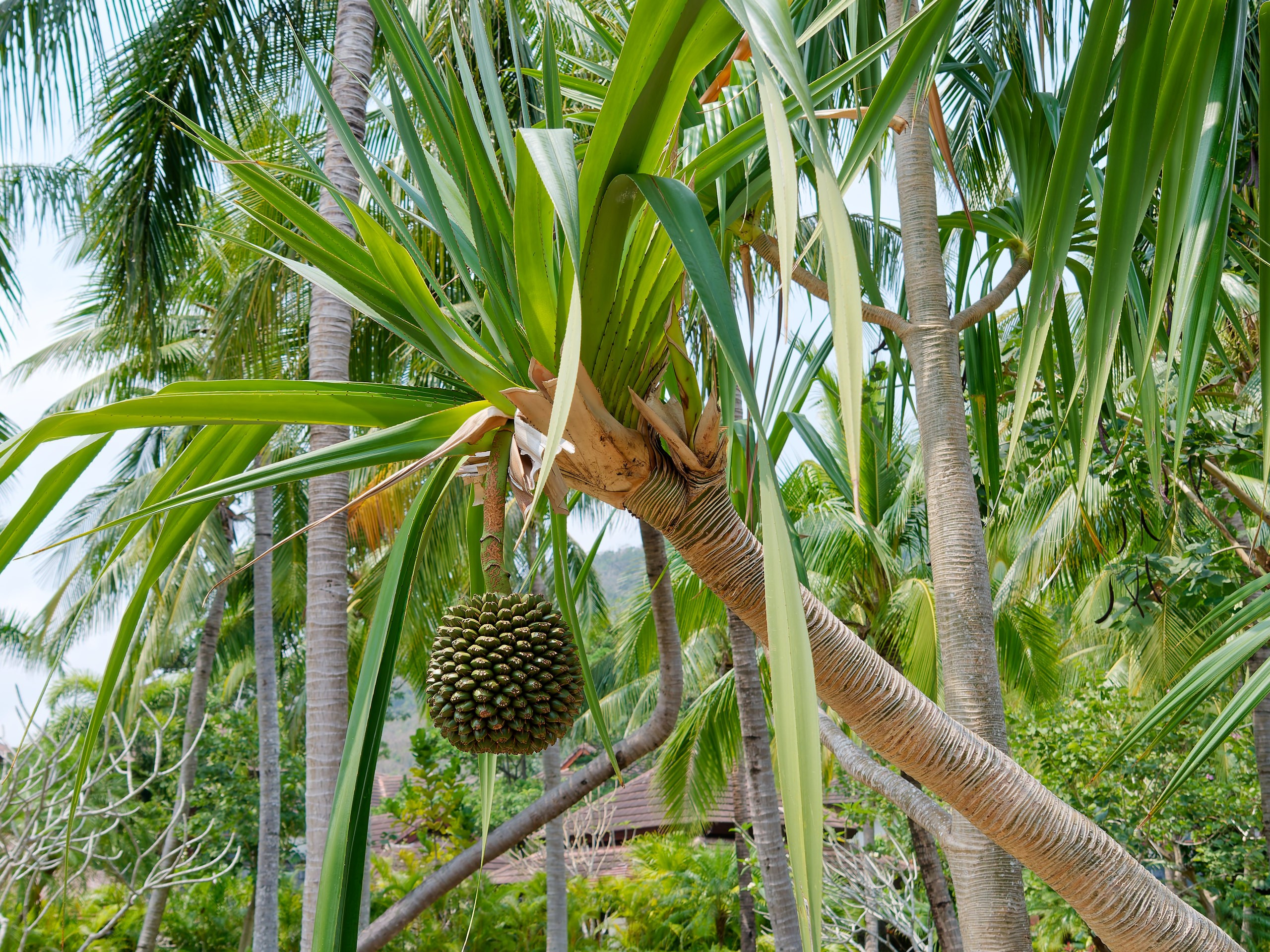 Хайнань 2026, флора, цветы и деревья. Фотопрогулки по Миру