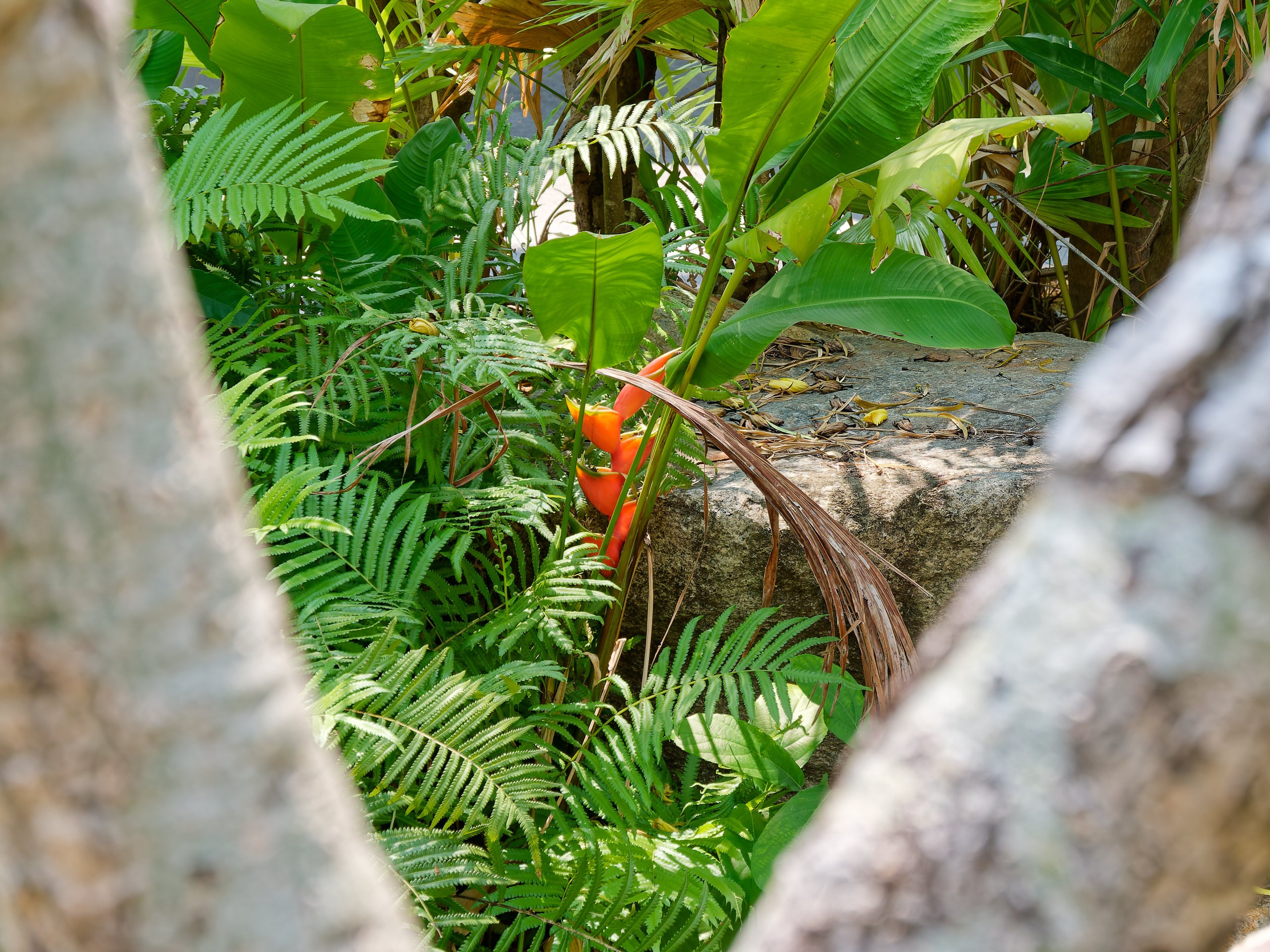 Хайнань 2026, флора, цветы и деревья. Фотопрогулки по Миру