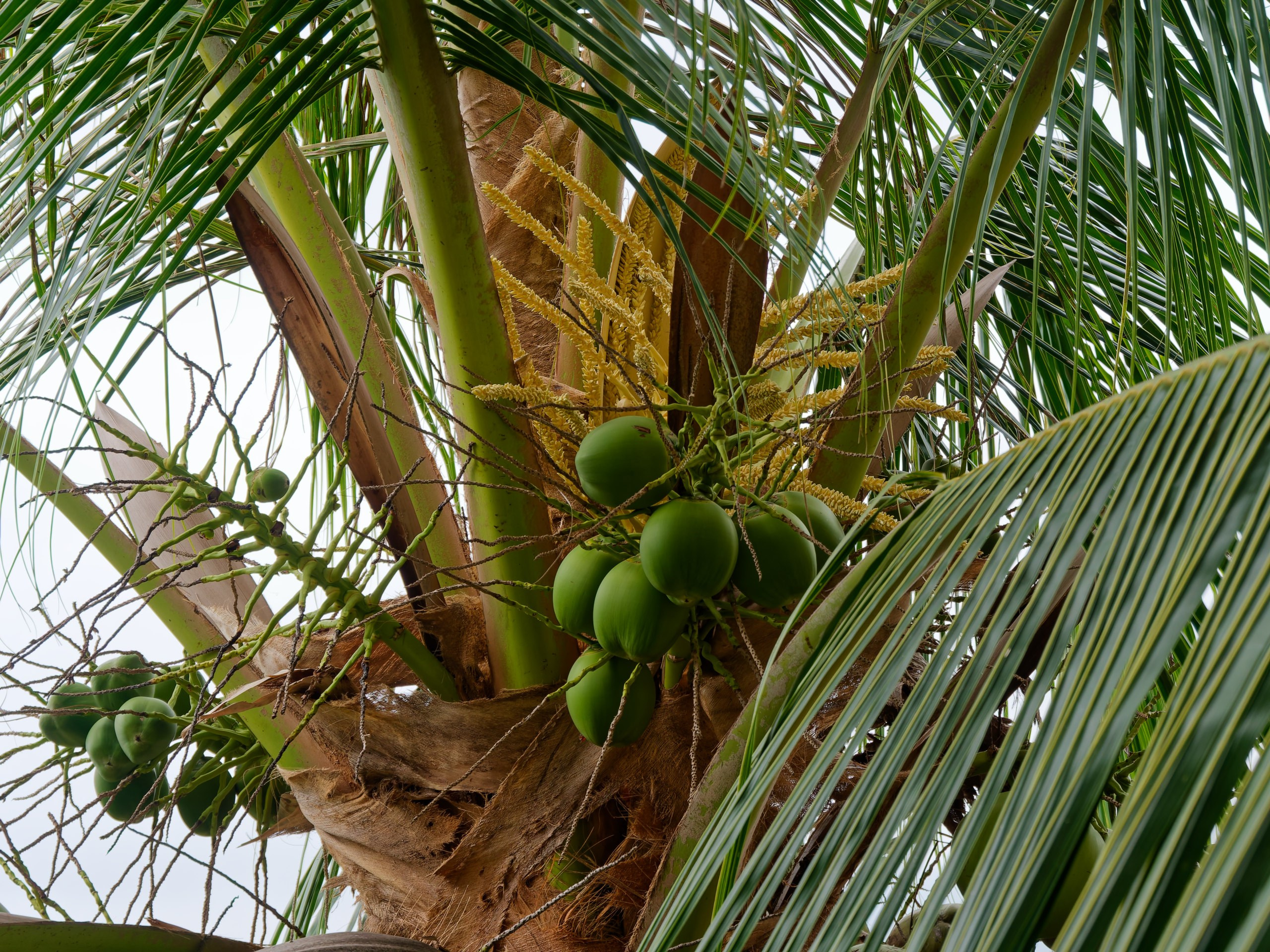 Хайнань 2026, флора, цветы и деревья. Фотопрогулки по Миру