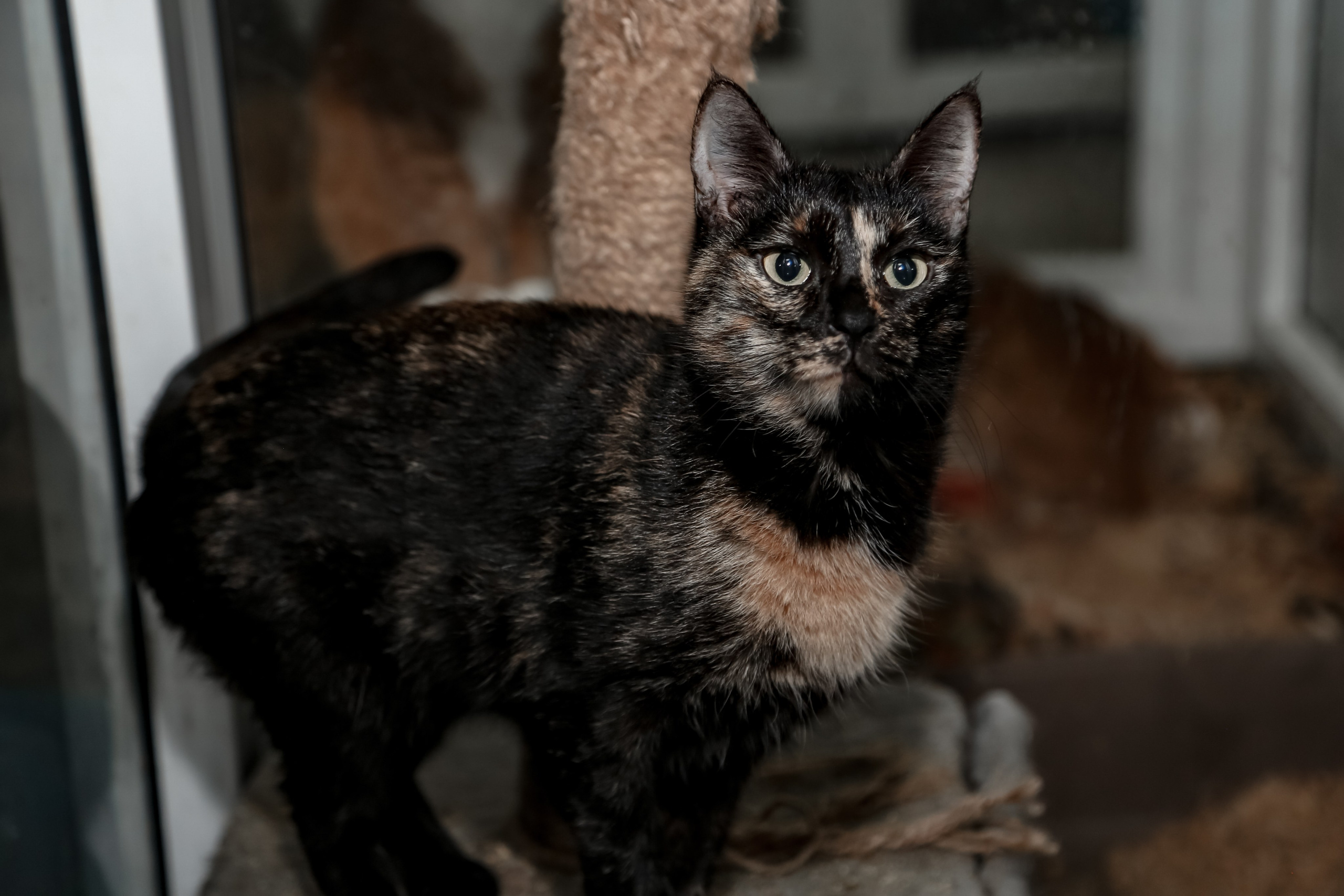 Приют Кошкин Дом Филимоша. Ваш фотограф в Оренбурге Рощупкина Екатерина