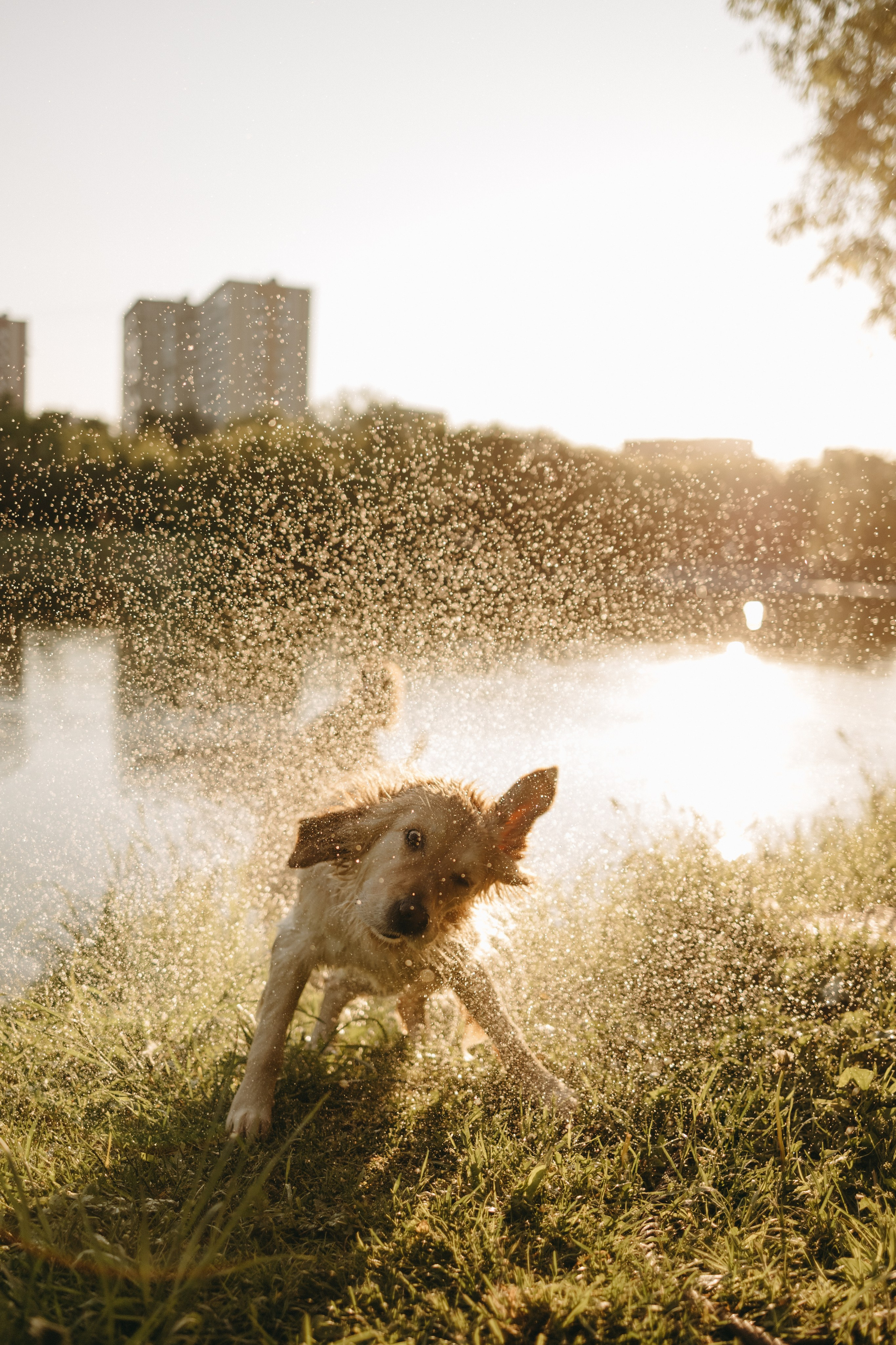 Пенни и ребята. Фотограф — Анималист | Санкт-Петербург