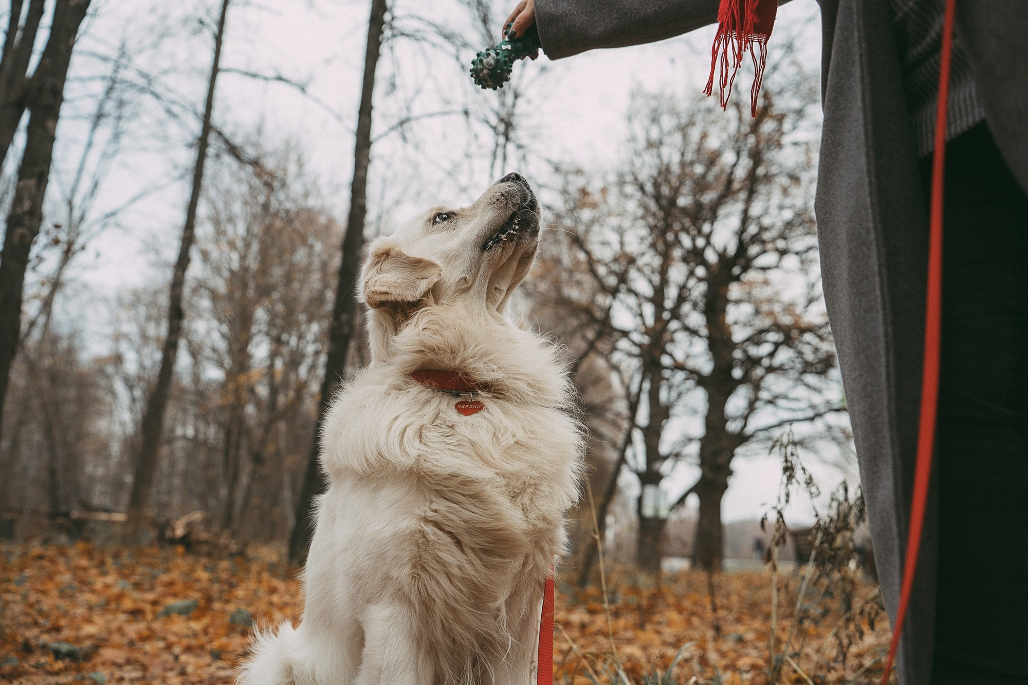 Лена и Мерлин. Фотограф анималист в Москве и Санкт-Петербурге Свиридова Анна