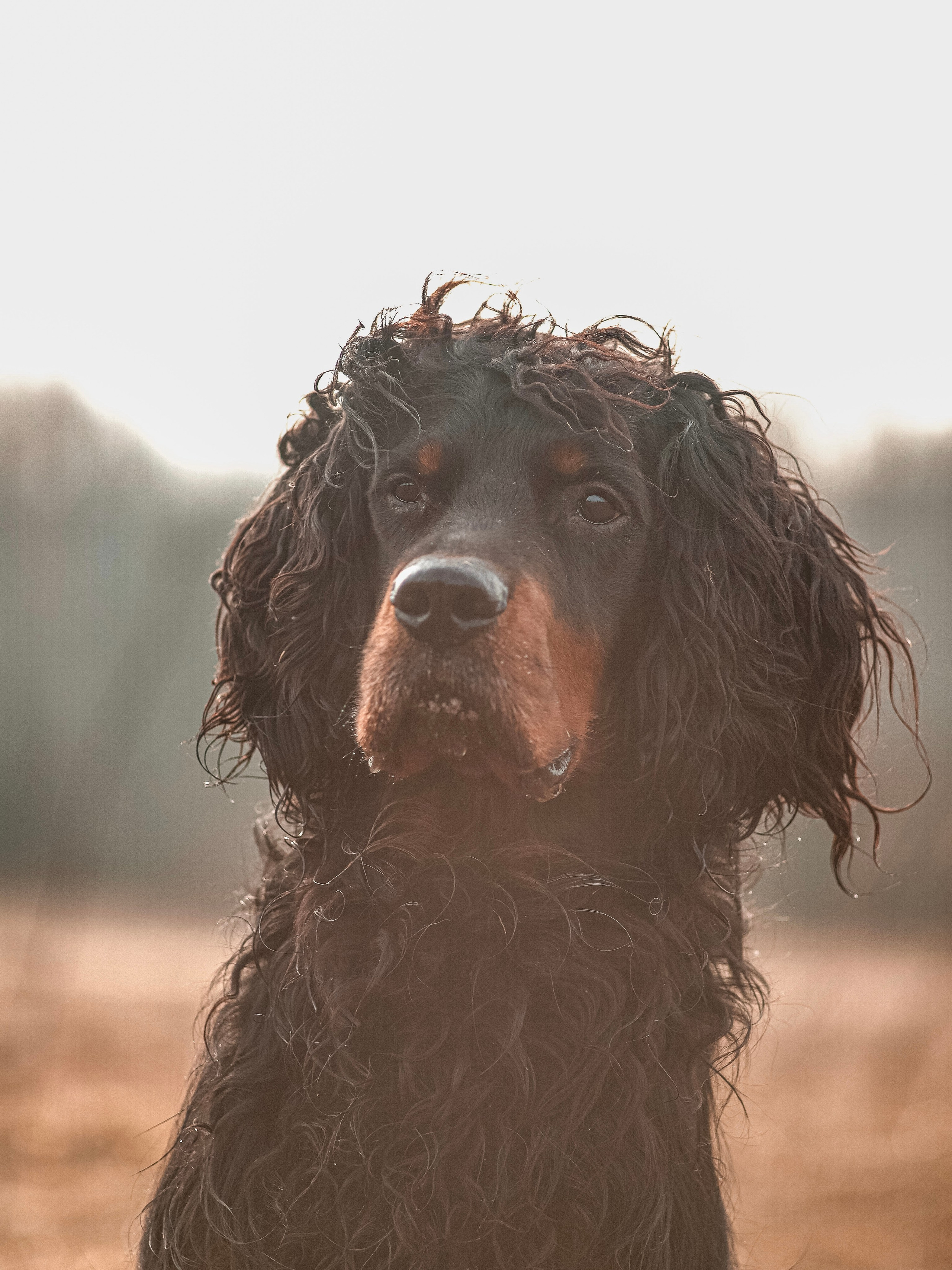 Собаки. Фотограф Ольга Мурзина