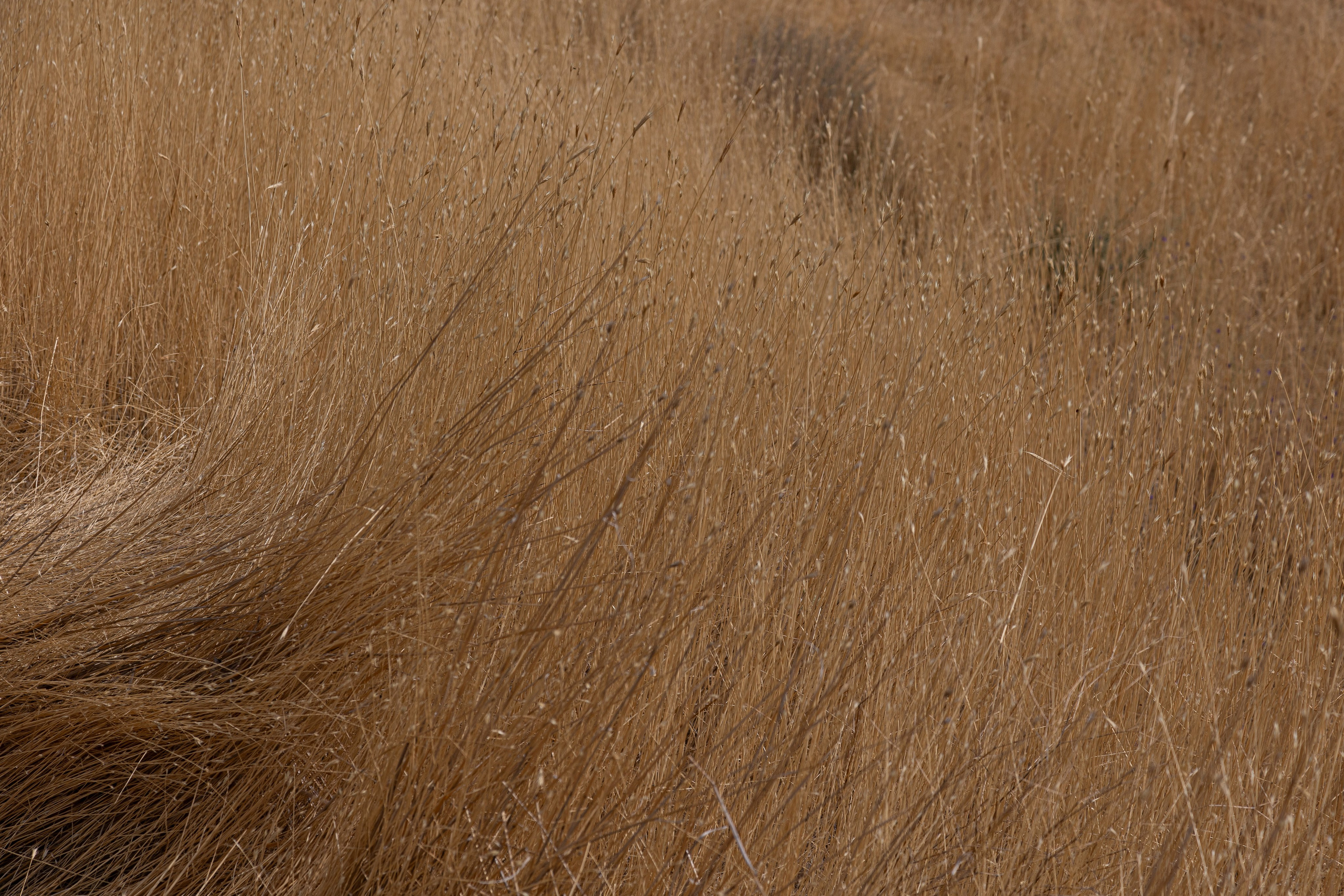 Армения. Добродеева Алла фотограф, Москва