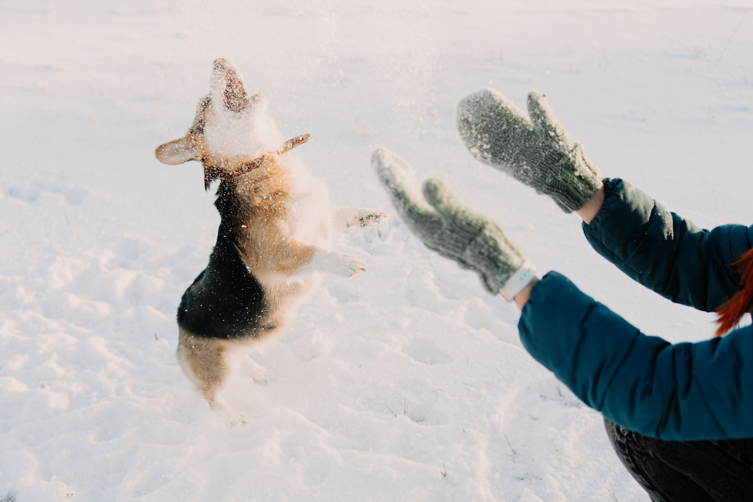 Виктория и Виски. Фотограф-анималист Анастасия Большакова