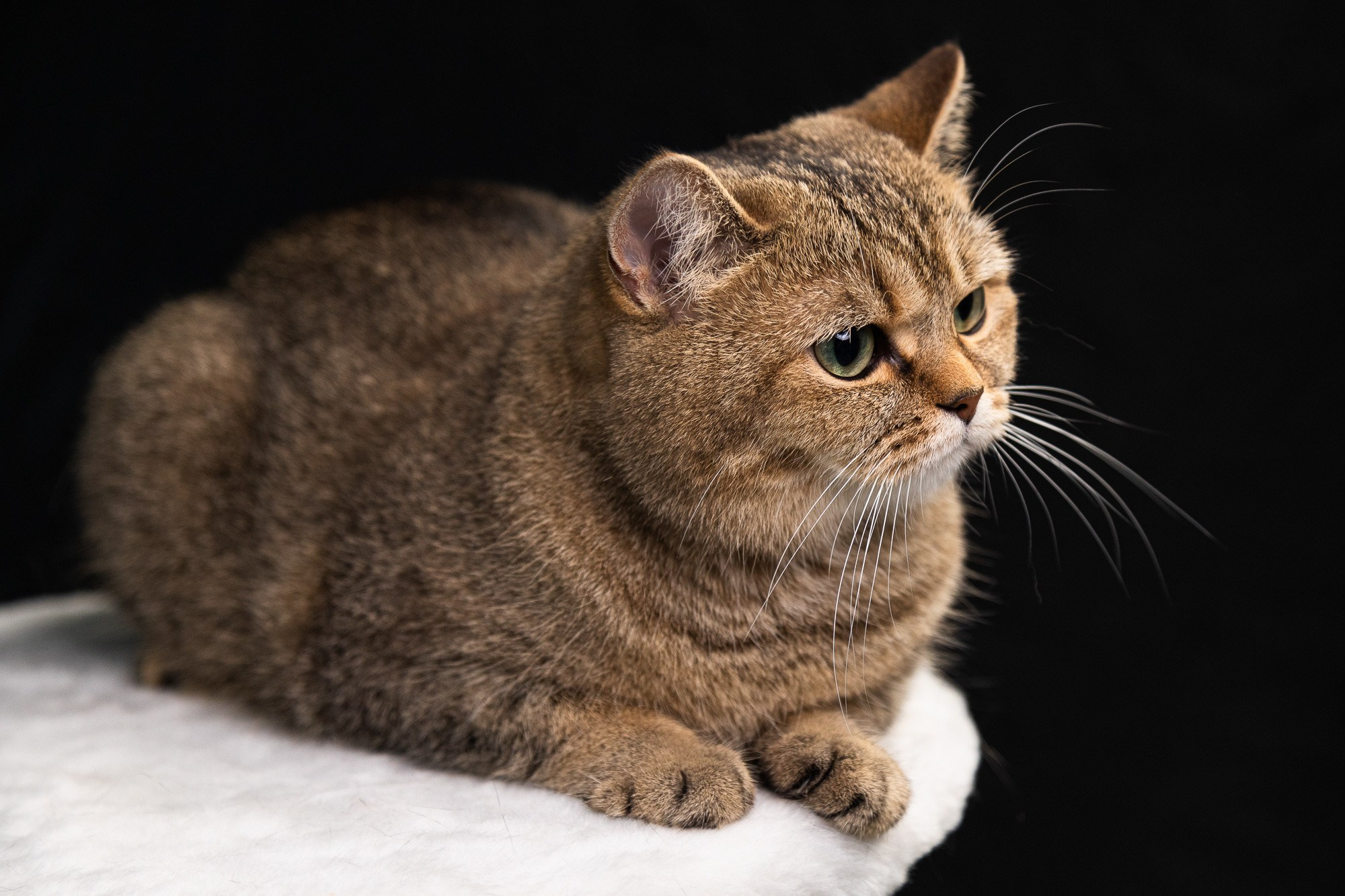 Питомцы. Фотоателье и полиграфия | Красивые фотосессии, сувениры с фото | Ремонт смартфонов, ноутбуков и техники в Коломне Zinovyev Team