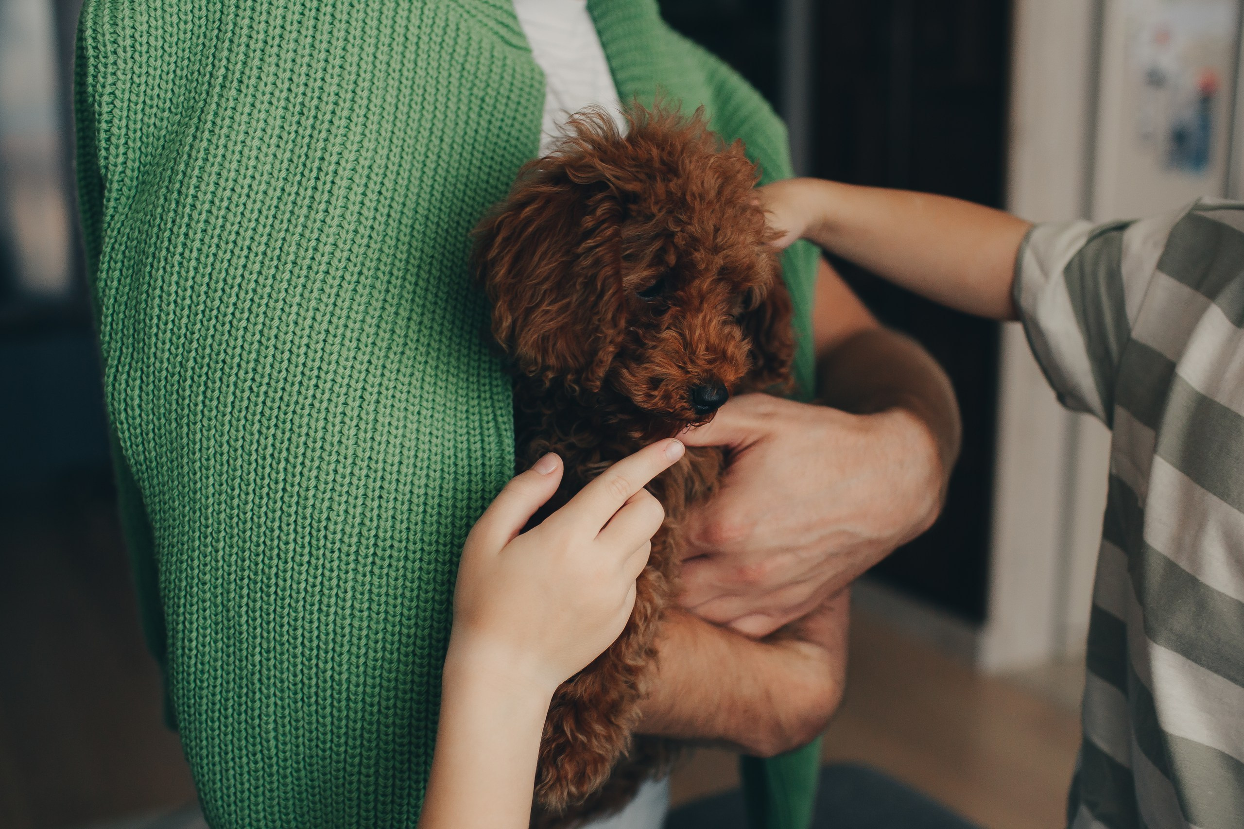 Семейная фотосессия со щенком. Фотограф Евгения Мальцева, Архангельск