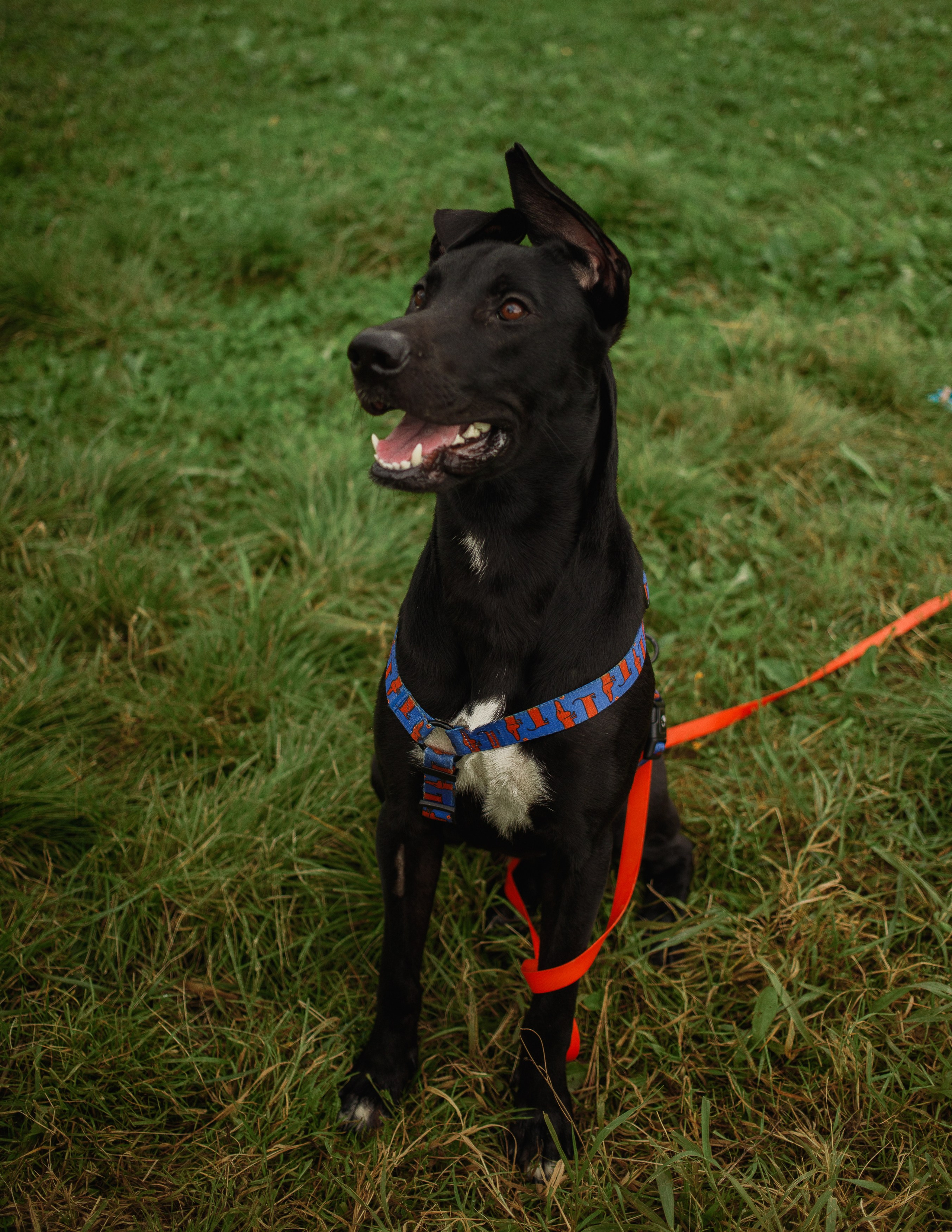 Отис ищет дом. Портретный фотограф в Санкт-Петербурге Катя Протасевич
