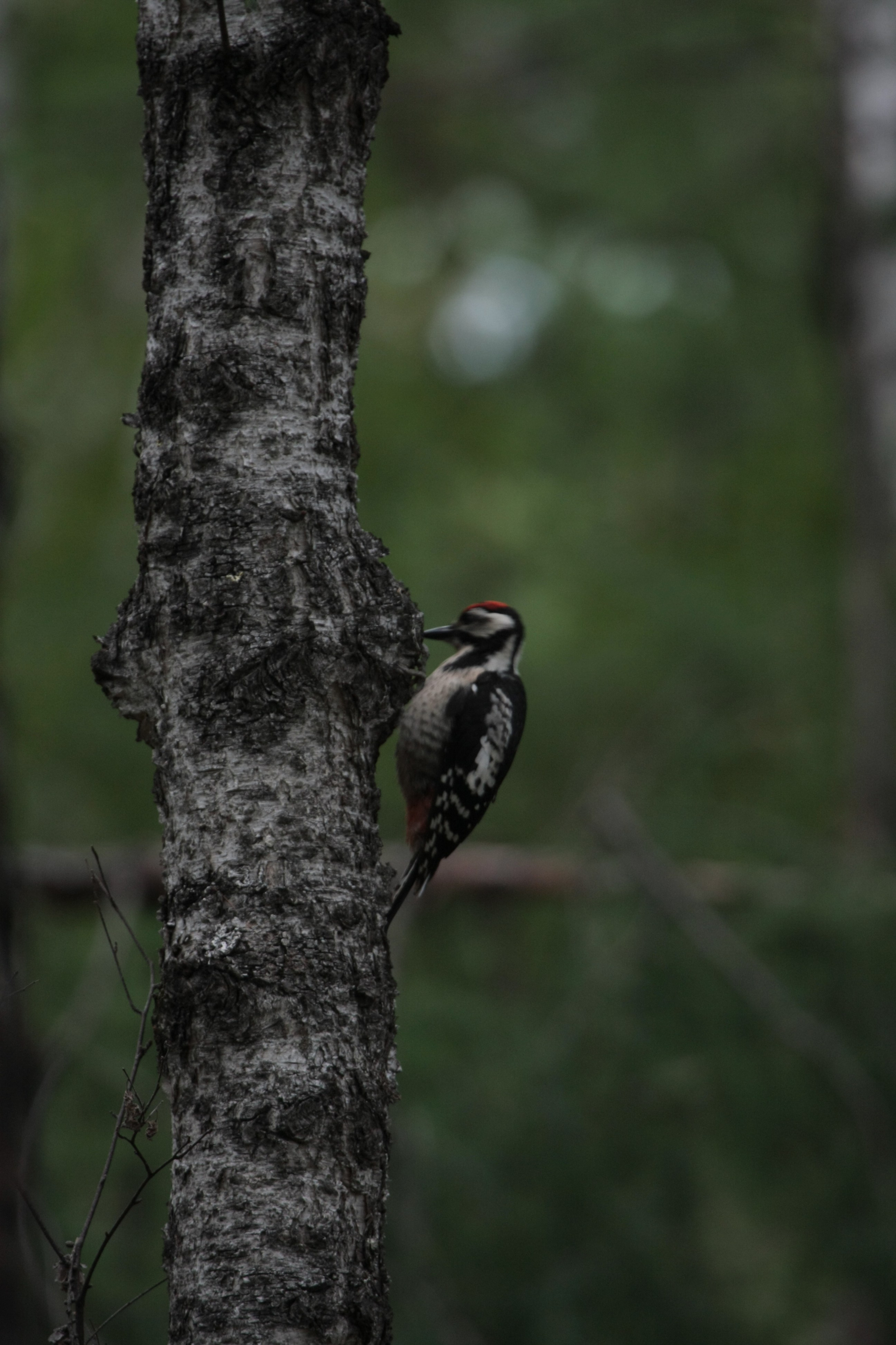 Фото Природы Забайкалья. Студия Максима Белослюдцева