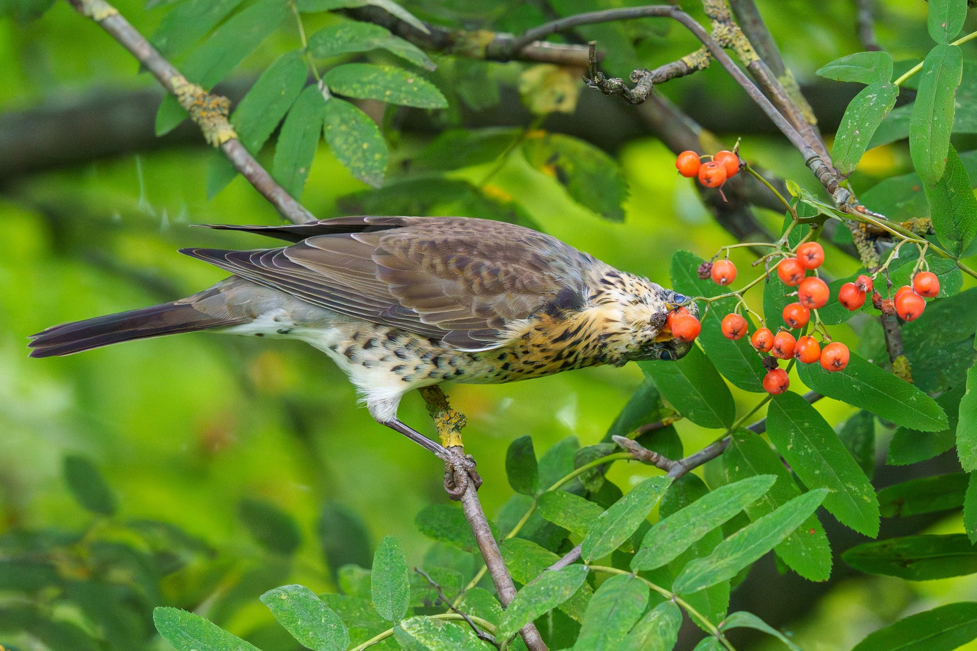 Удивительные мир птиц. Вокруг нас столько прекрасного — присмотритесь!. Ваш личный фотограф Марина Волкова