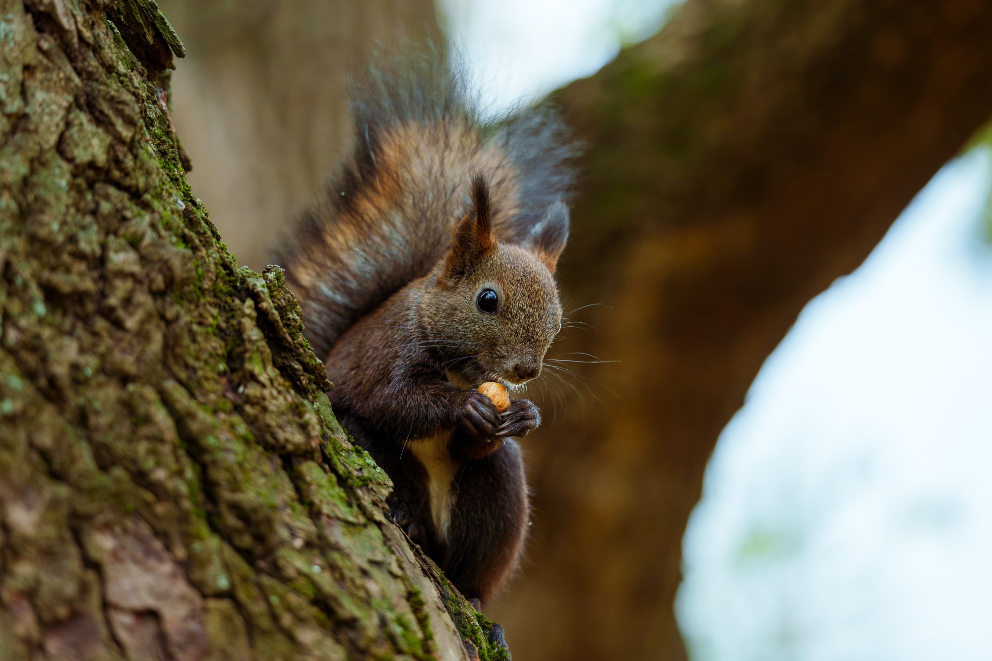 Животные. Ваш личный фотограф Марина Волкова