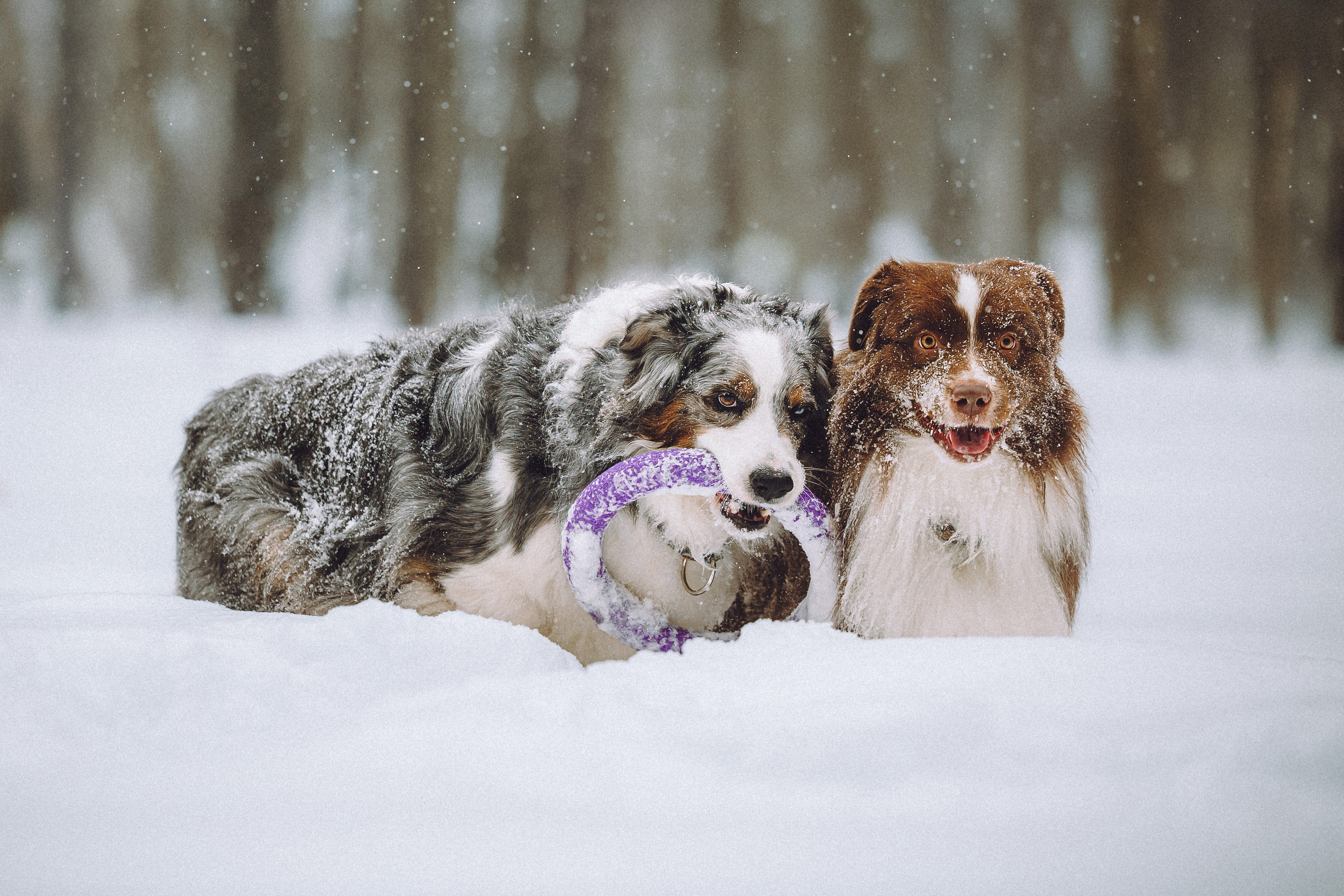 Лена, Принц и Фенек