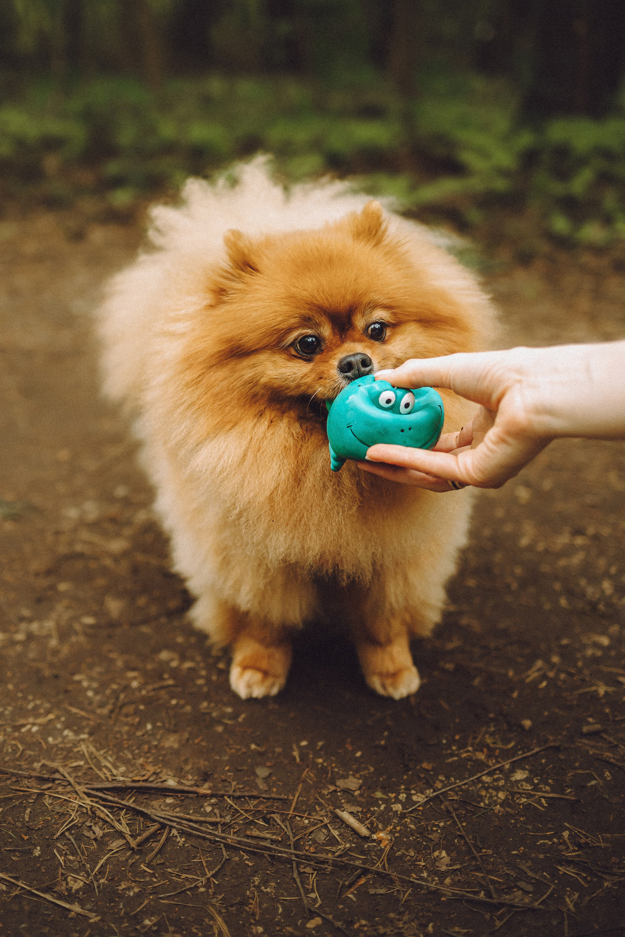 Лорик и его семья