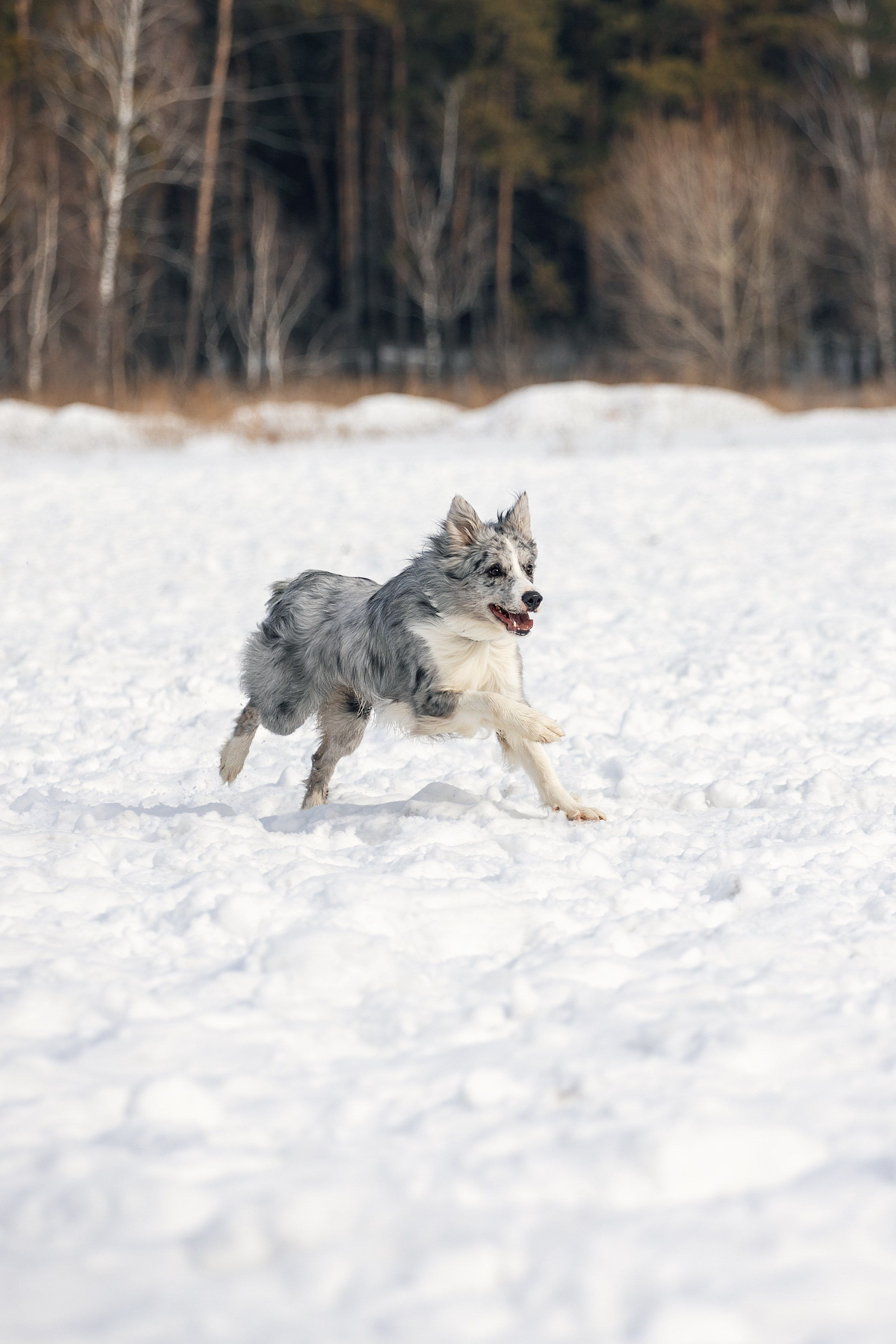 В погоне за снежком…. YULA KOLESOVA | Фотограф — Анималист | Художник | Тюмень