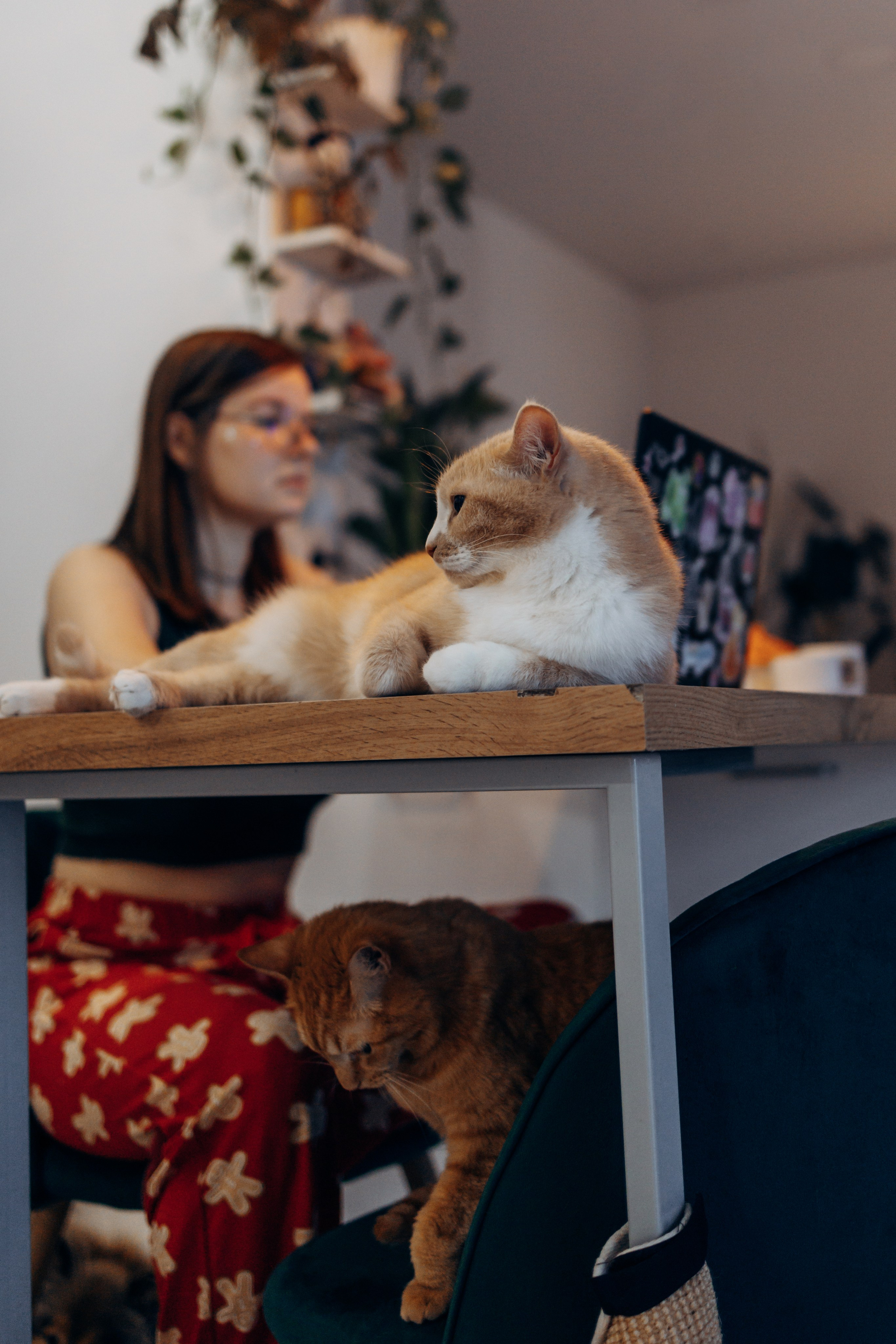 Юлиана, Элли и Райан. YULA KOLESOVA | Фотограф — Анималист | Художник | Тюмень