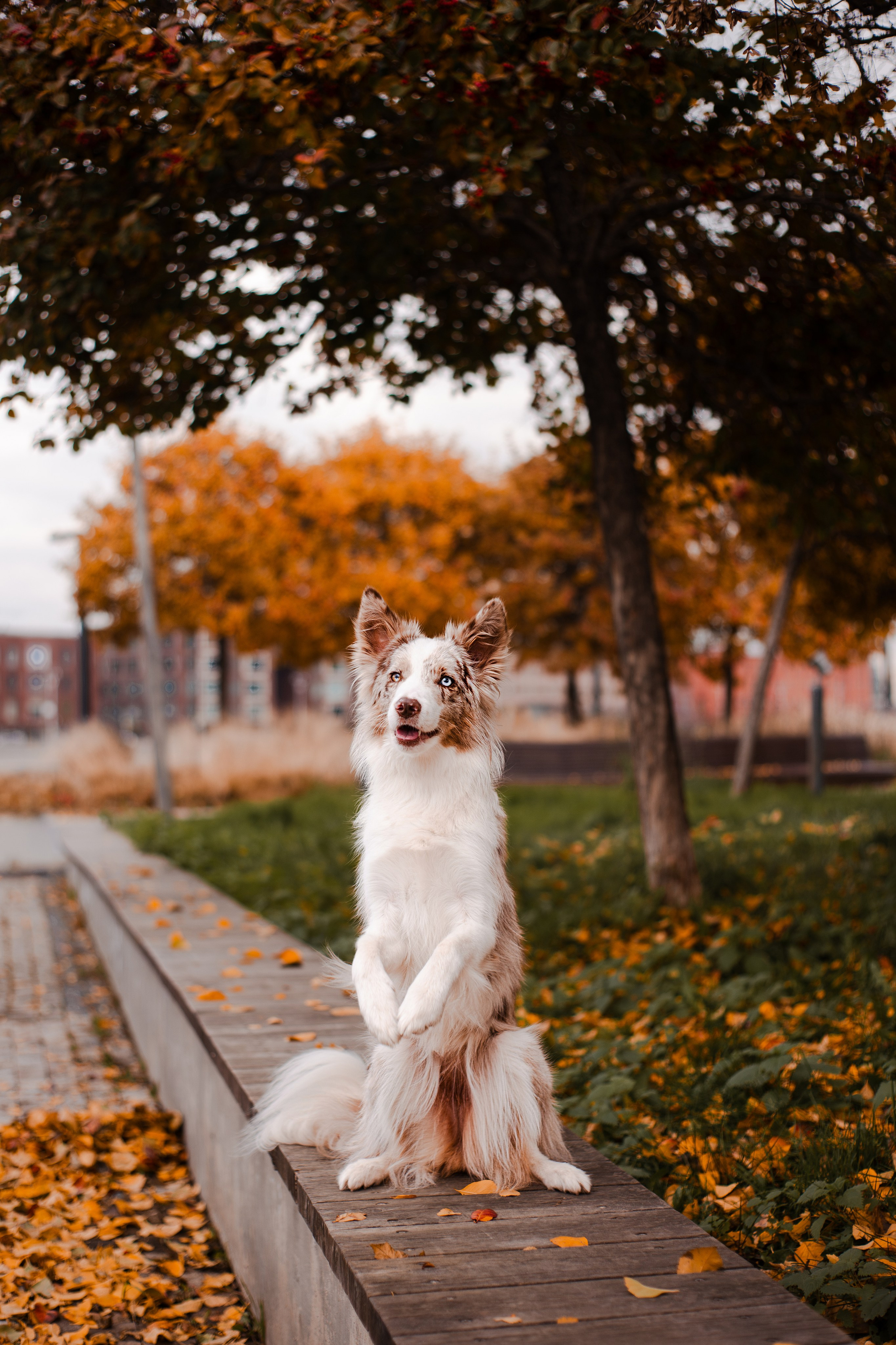 Мария и Утопия. Фотограф-анималист Мария Баркевич | Москва