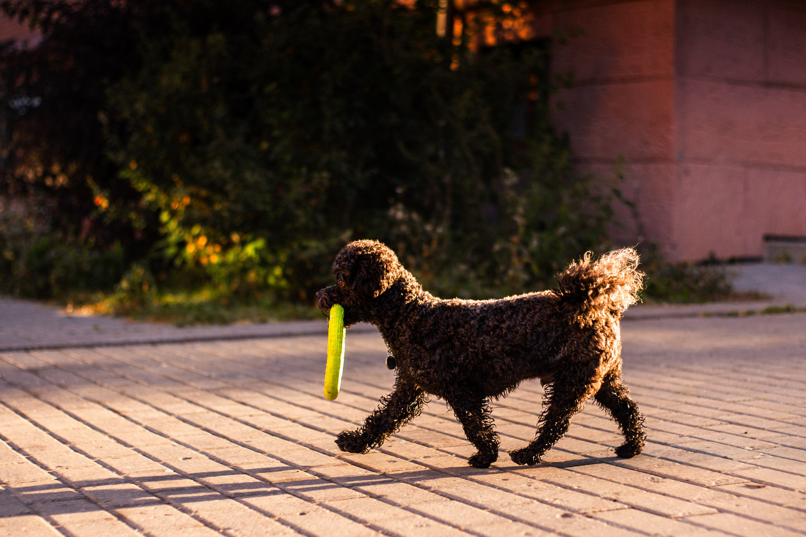 Анна и Бруно. Фотограф-анималист Мария Баркевич | Москва