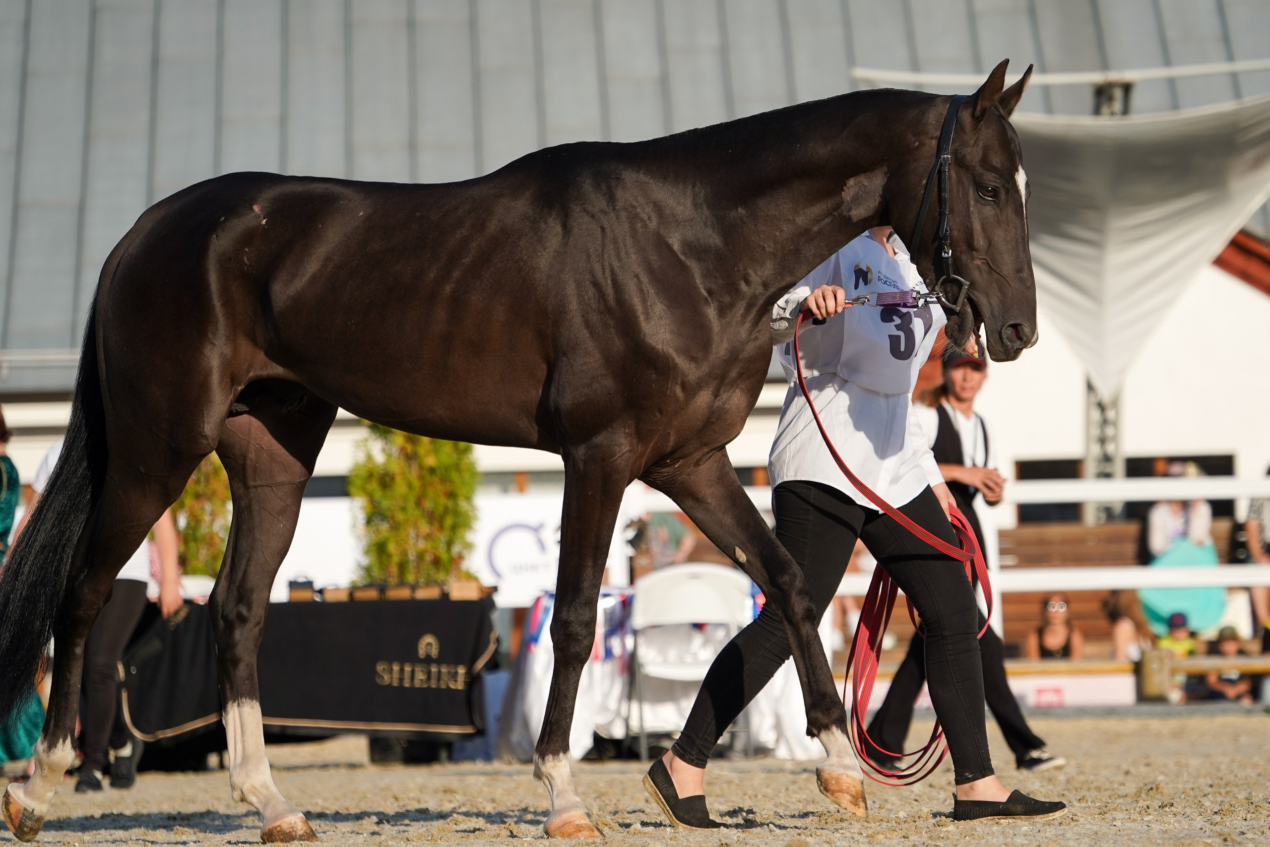 Чемпионат лошадей чистокровной ахалтекинской породы «КУБОК РОССИИ — 2024». Фотограф-анималист, портретный фотограф в Чебоксарах Мария Садыкова