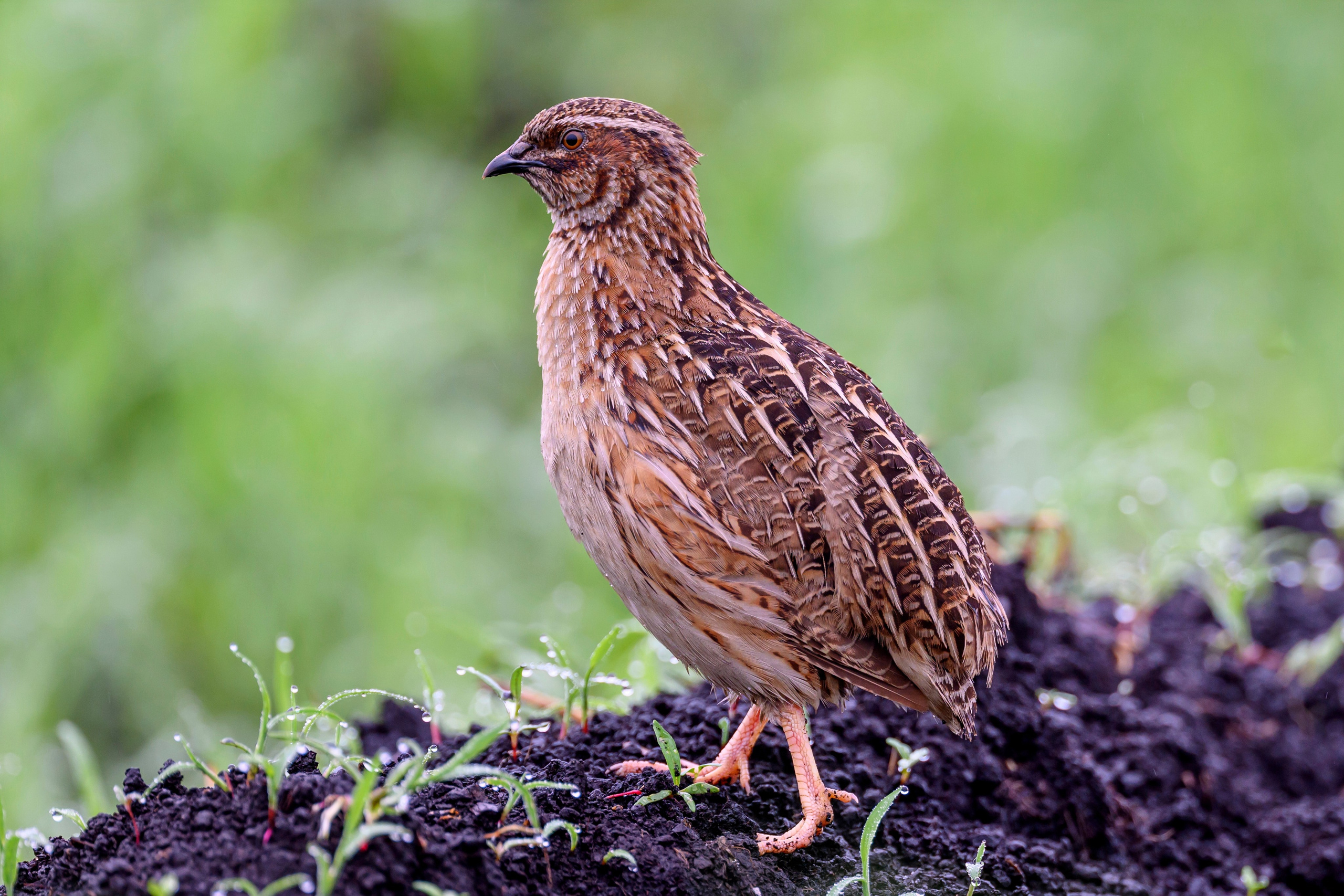 Перепела VII. Фотограф Сергей Пупонин