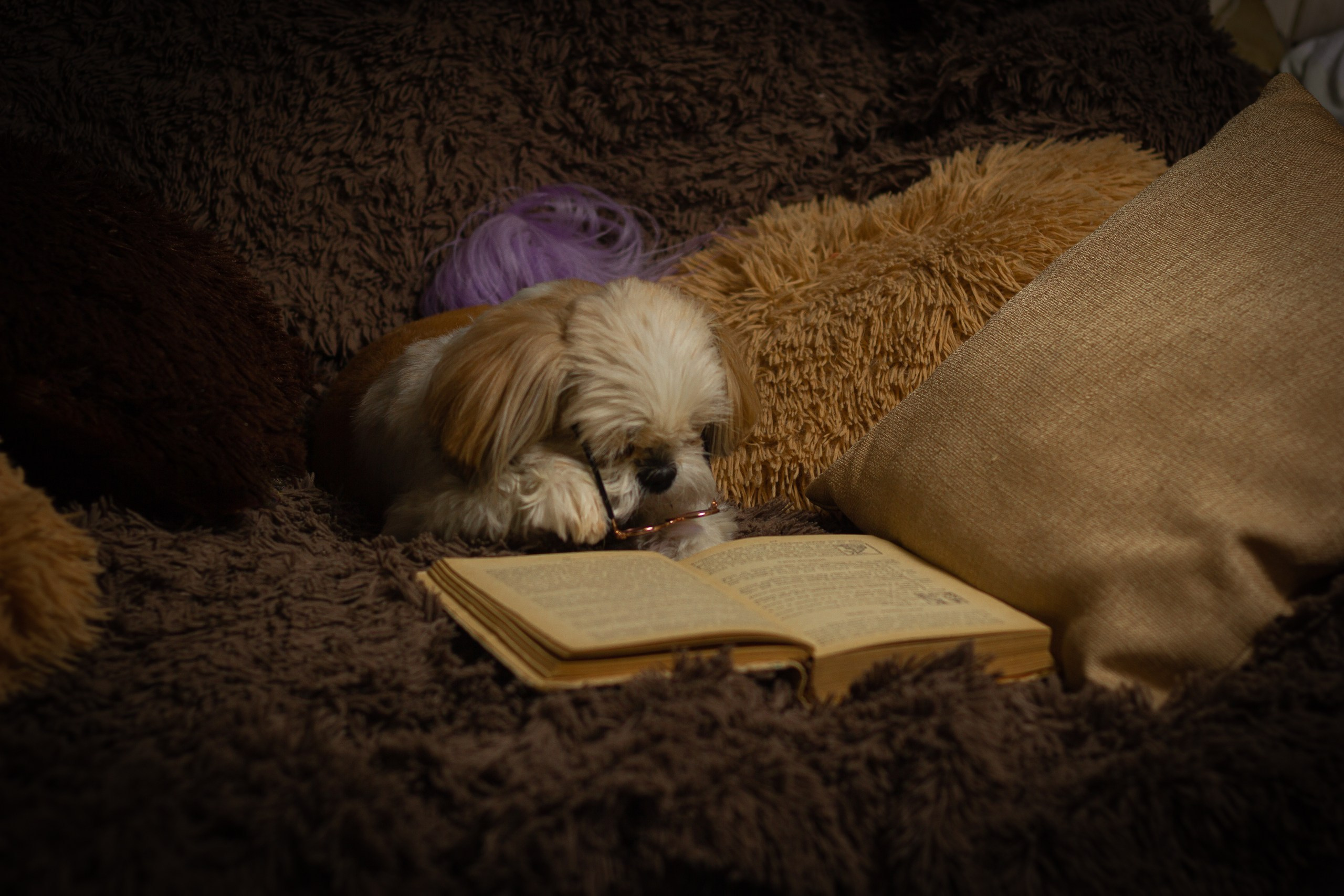 Фотосессии животных. Семейный, детский фотограф Екатеринбург Светлана Плотникова