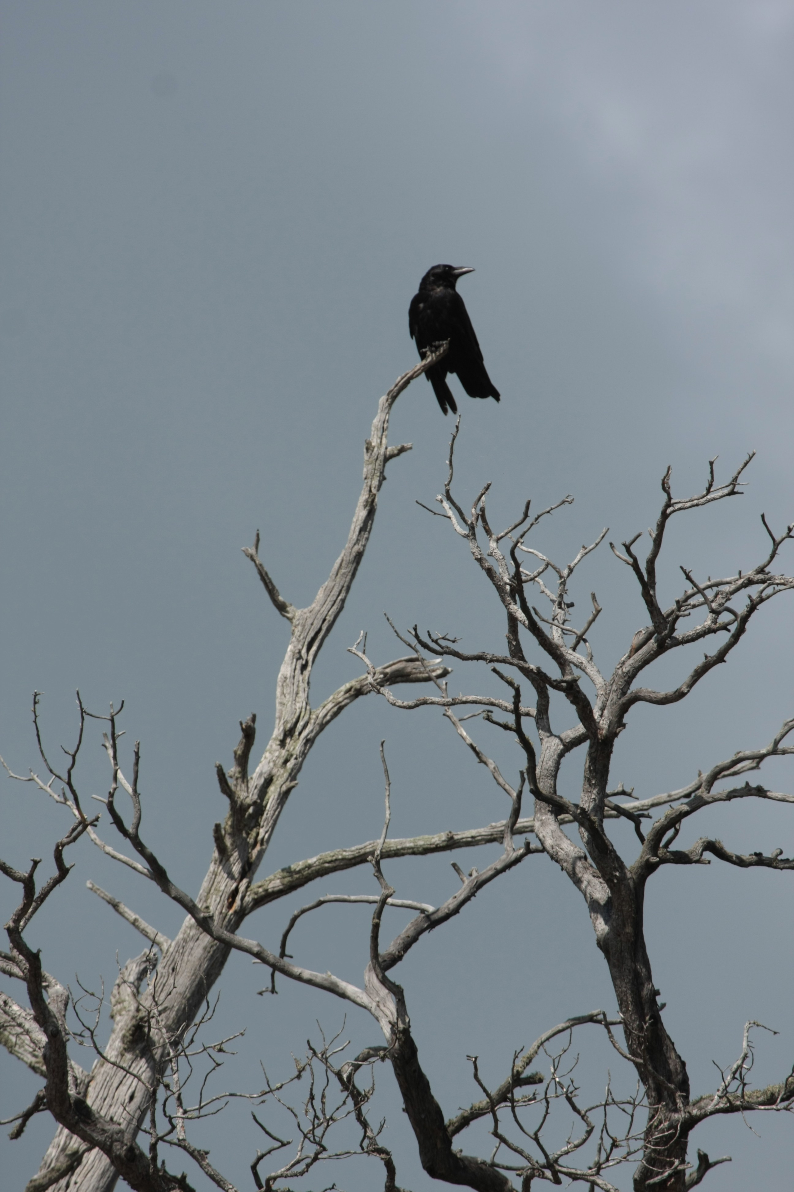Фото Природы Забайкалья. Студия Максима Белослюдцева