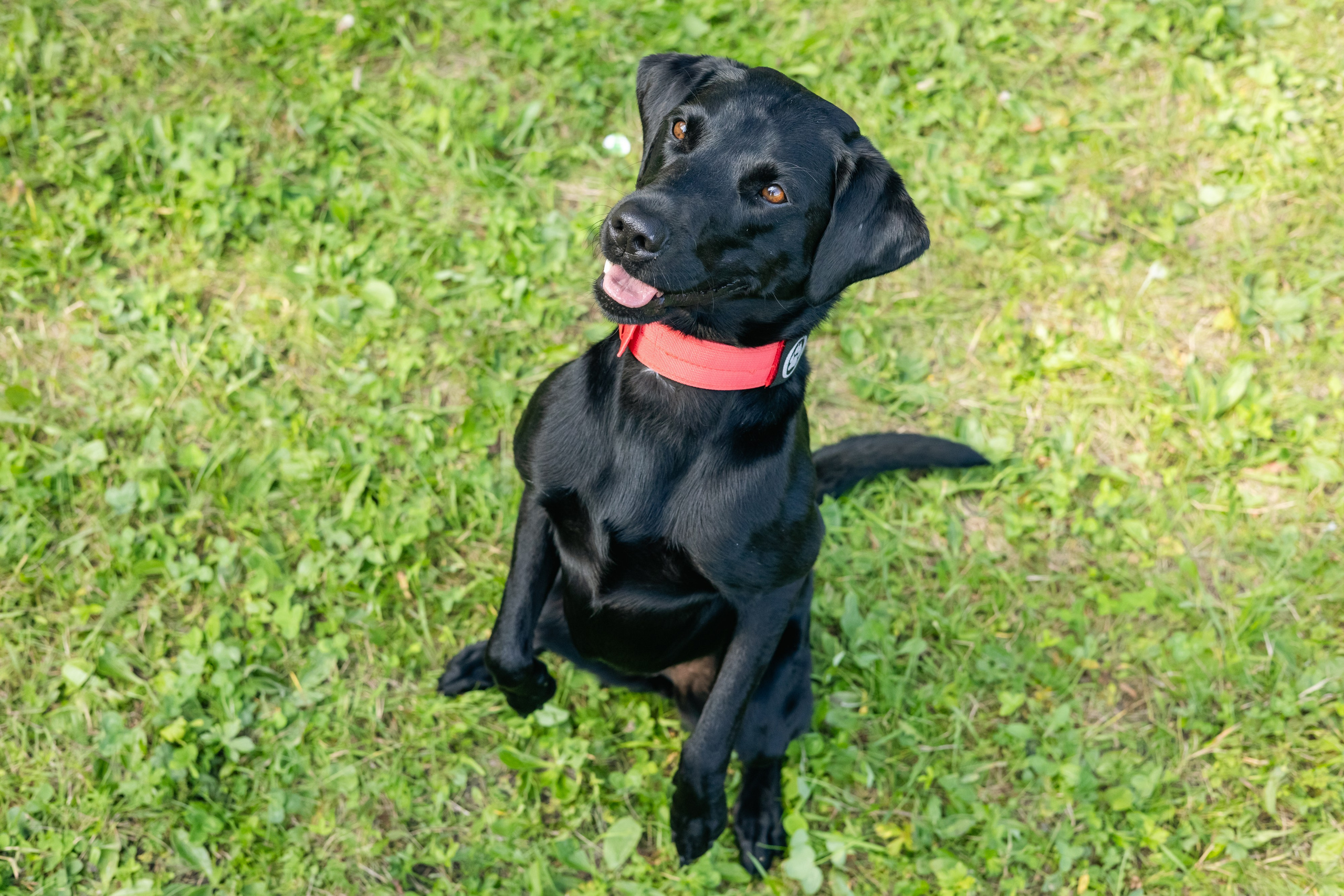 VI ОТКРЫТЫЕ КИНОЛОГИЧЕСКИЕ СОРЕВНОВАНИЯ. ЧЕЛЯБИНСКАЯ ОБЛАСТЬ 2025. Репортажный фотограф Наталья Лапцевич