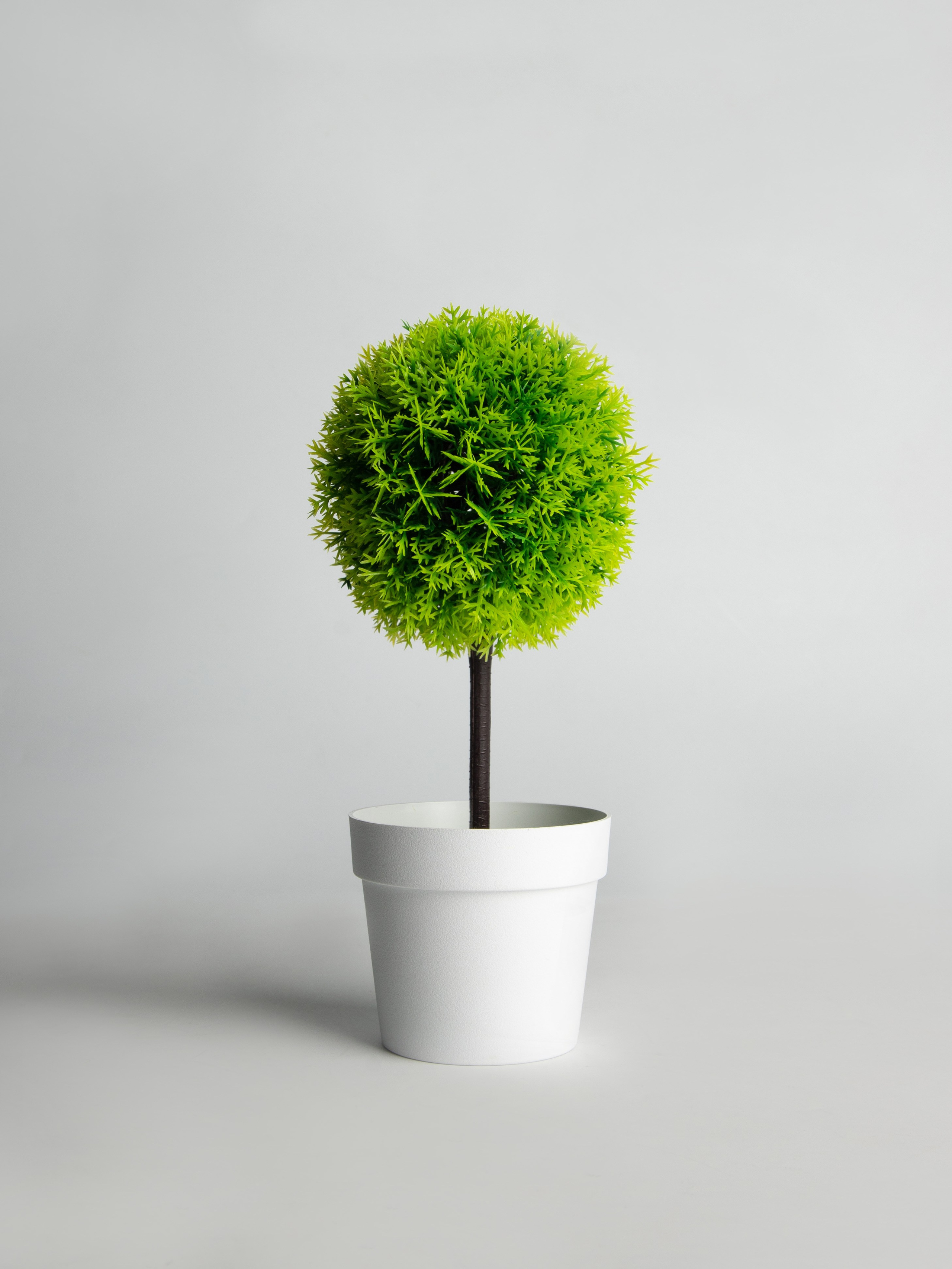 Декоративные деревья. Коммерческий фотограф в Санкт-Петербурге (СПб) Екатерина Панчёха, Панчёшка