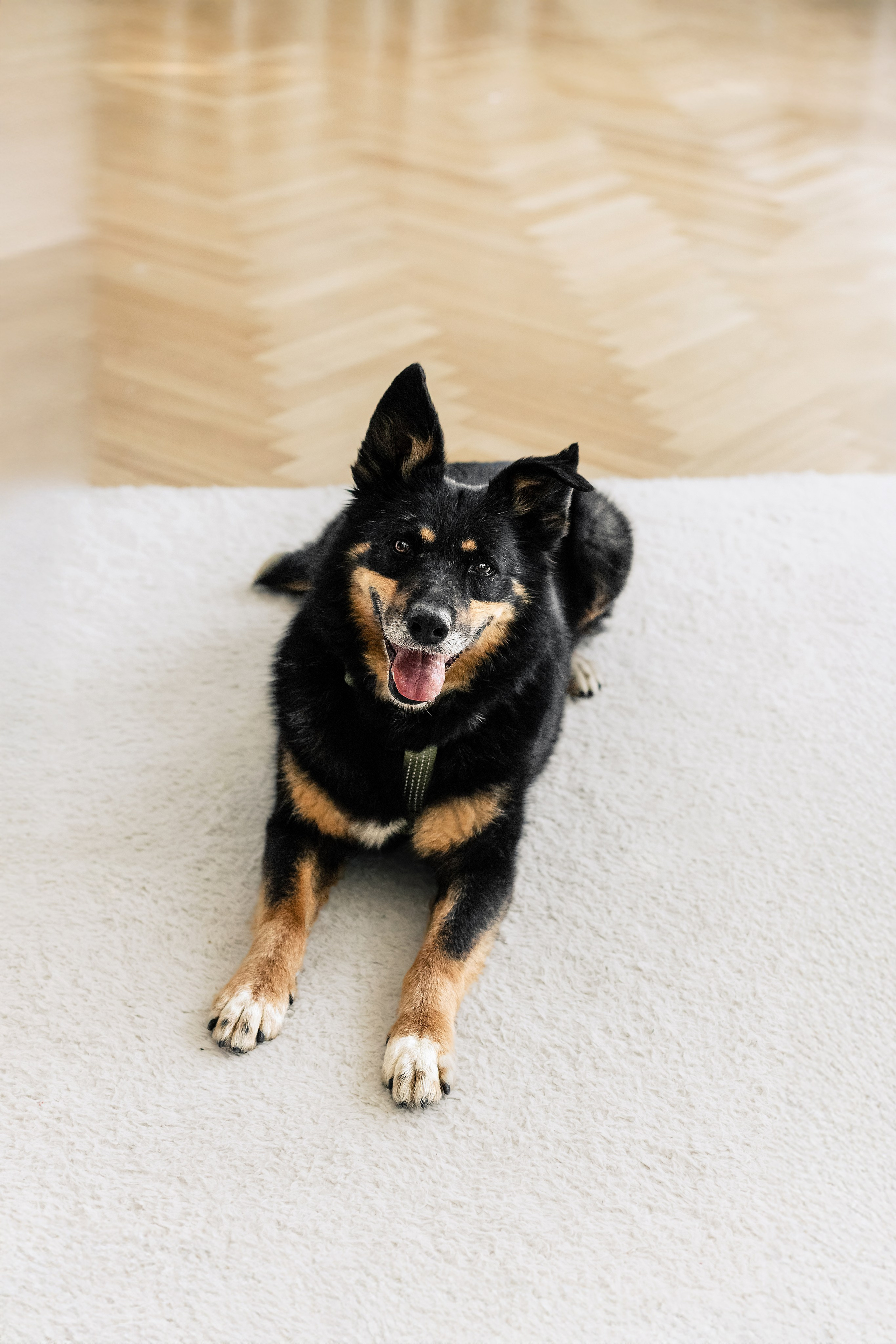 Студия лето 2025. Фотограф-анималист Татьяна Степанова