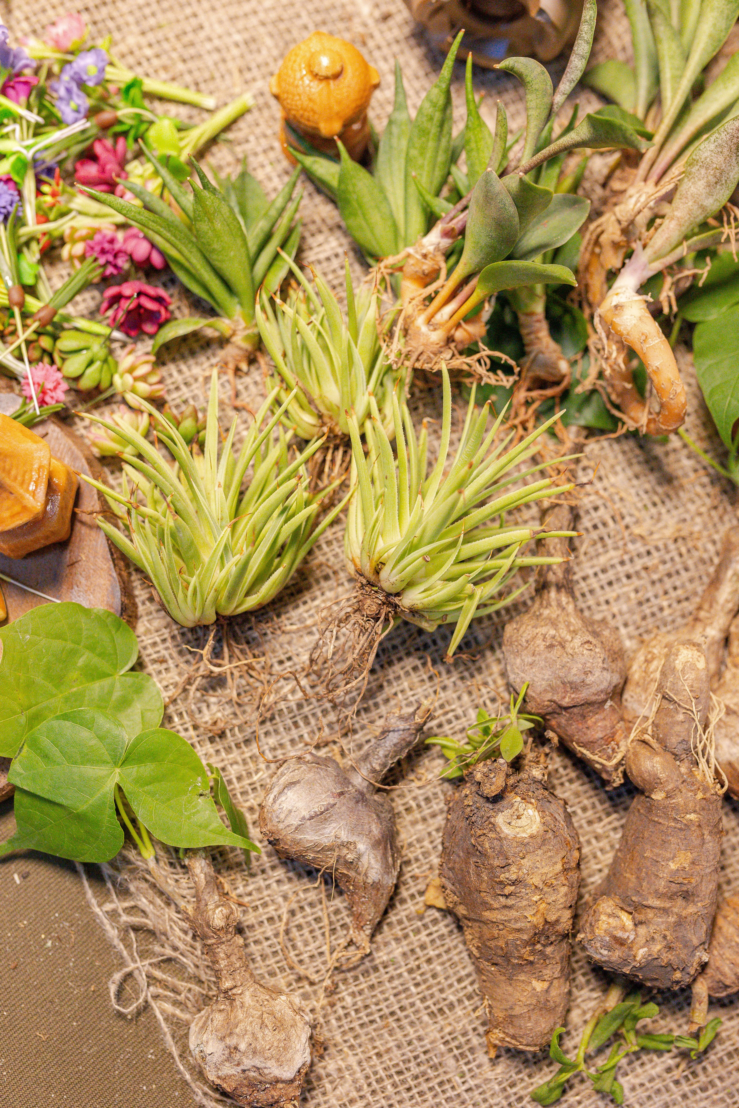 Орхидиум 12.2025. Александра Куликова фотограф, Москва