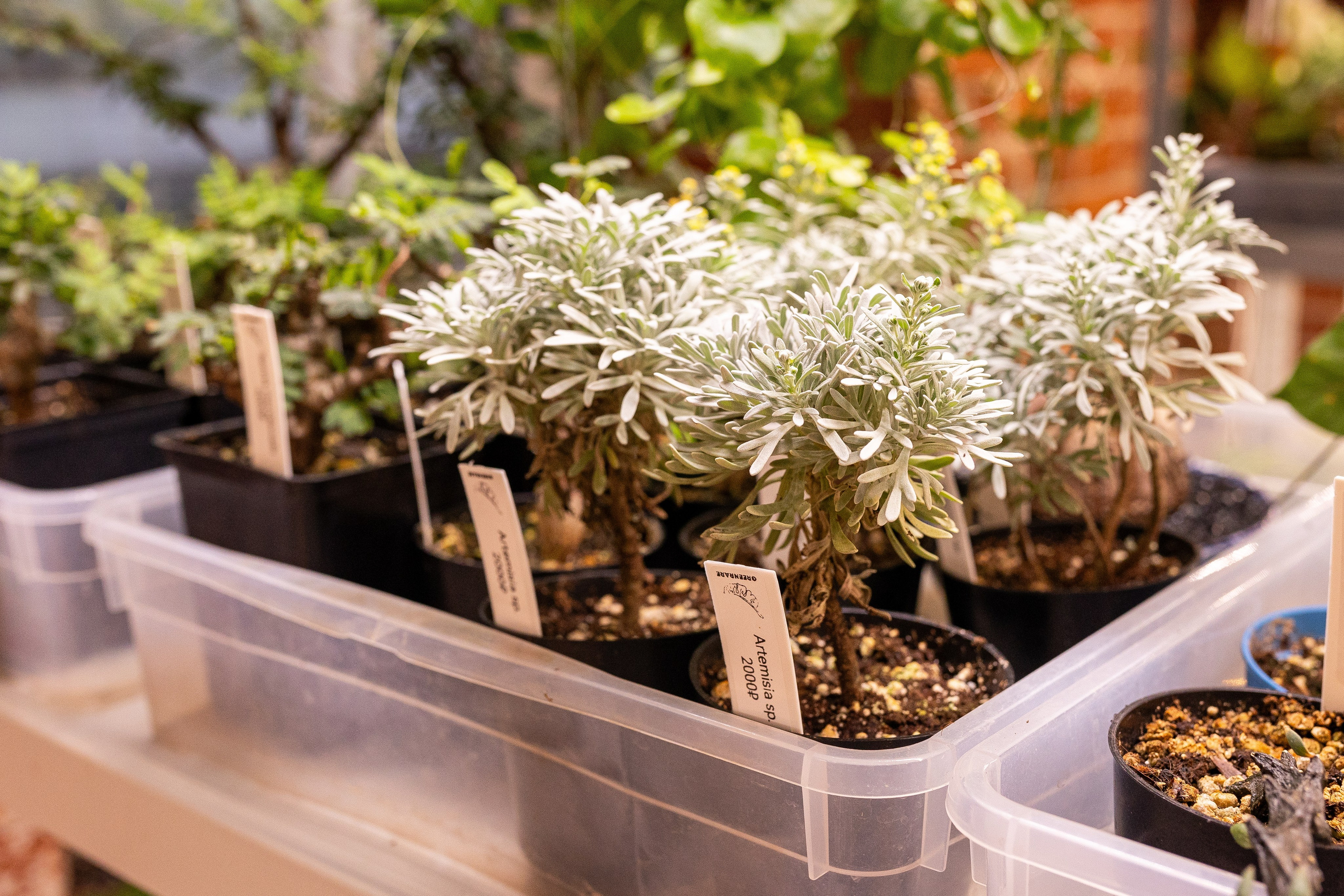 Green_Rare Ярмарка февраль 2025. Александра Куликова фотограф, Москва