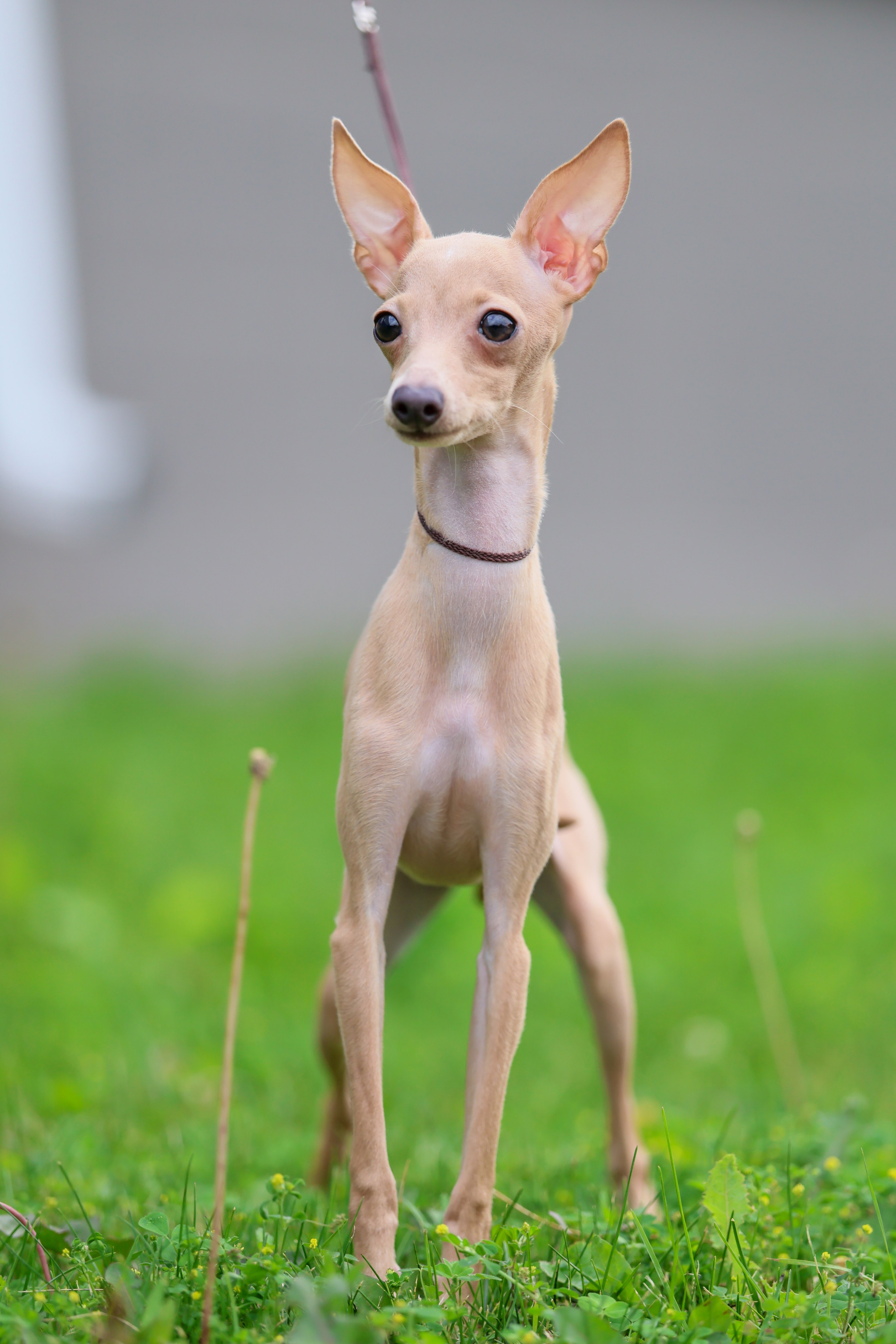Кремовая Лекси. Professional Italian Greyhound Kennel RKF/FCI ASTI SAPPHIRE 💎 Sochi|St. Petersburg