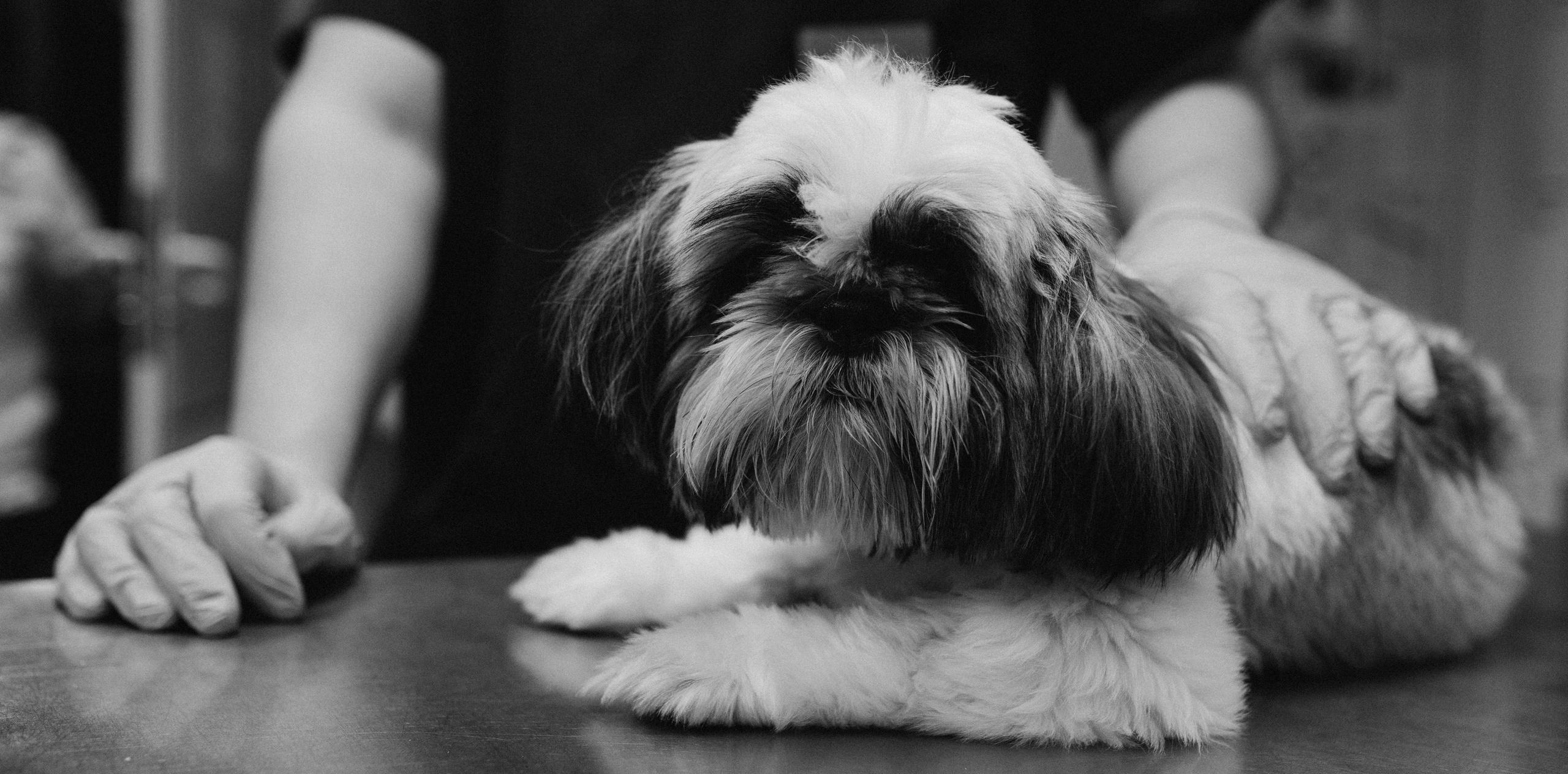 VetLife. Татьяна Афонина | Фотограф