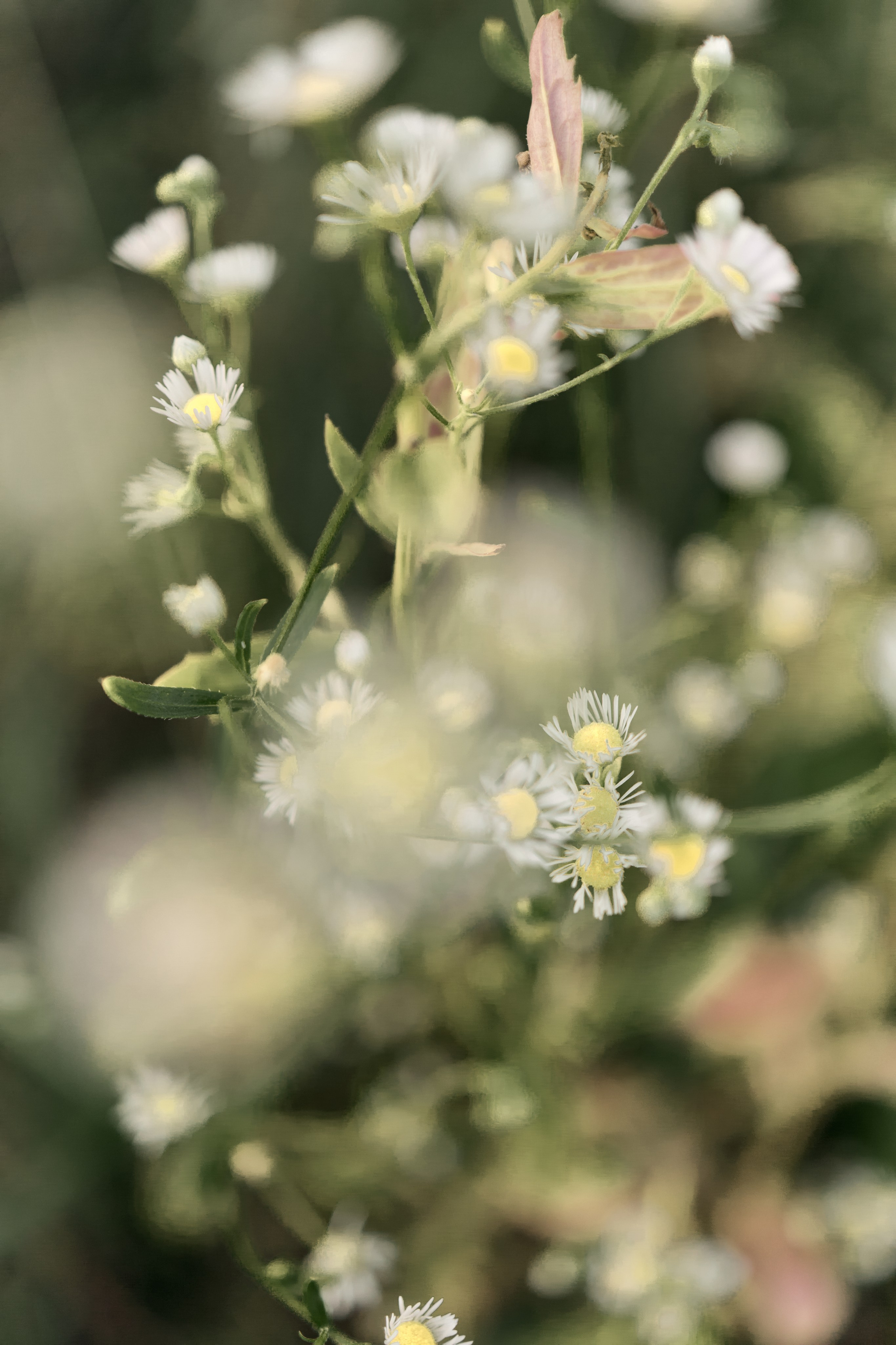 Лена. Фотограф Москва Юлия Казакова