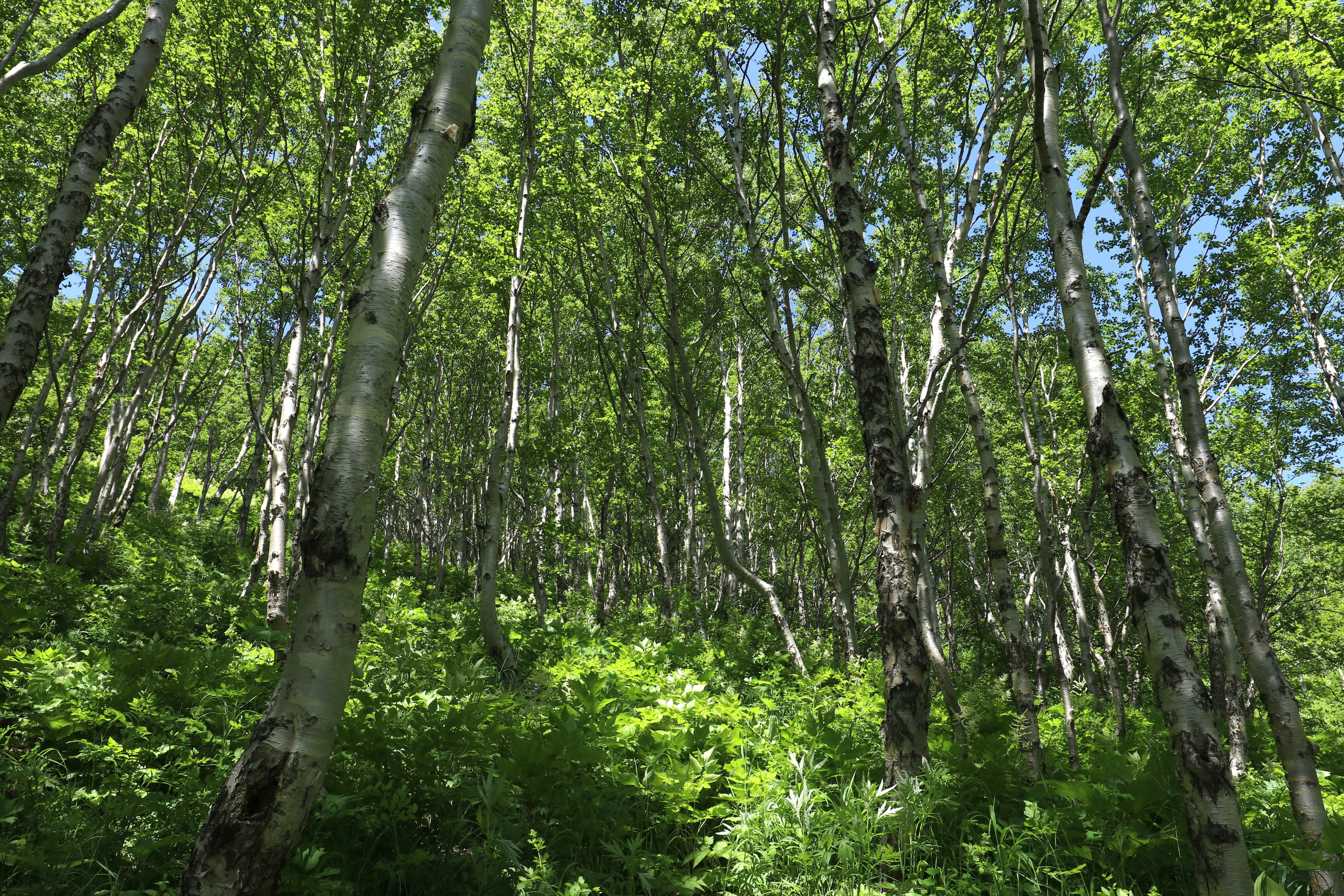 Камчатка и о. Парамушир. Июль 2024. Путешественник-фотограф из Санкт-Петербурга Татьяна Свистулина