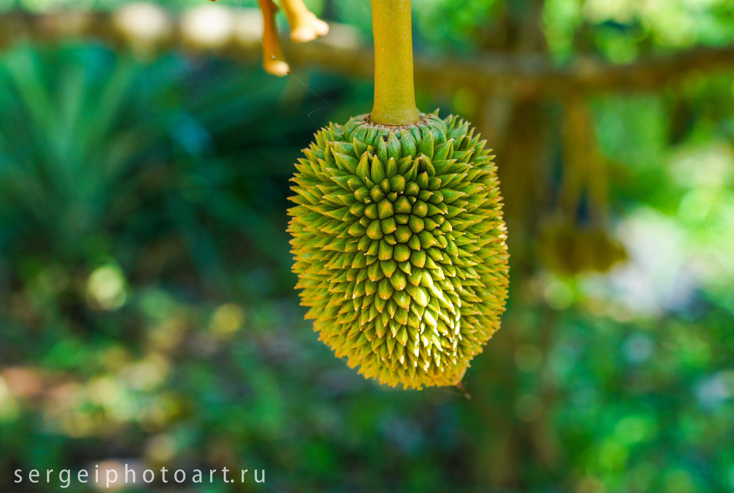 Остров Фукуок, Вьетнам. Фотограф Сергей Кишкель Дананг Нячанг Фукуок