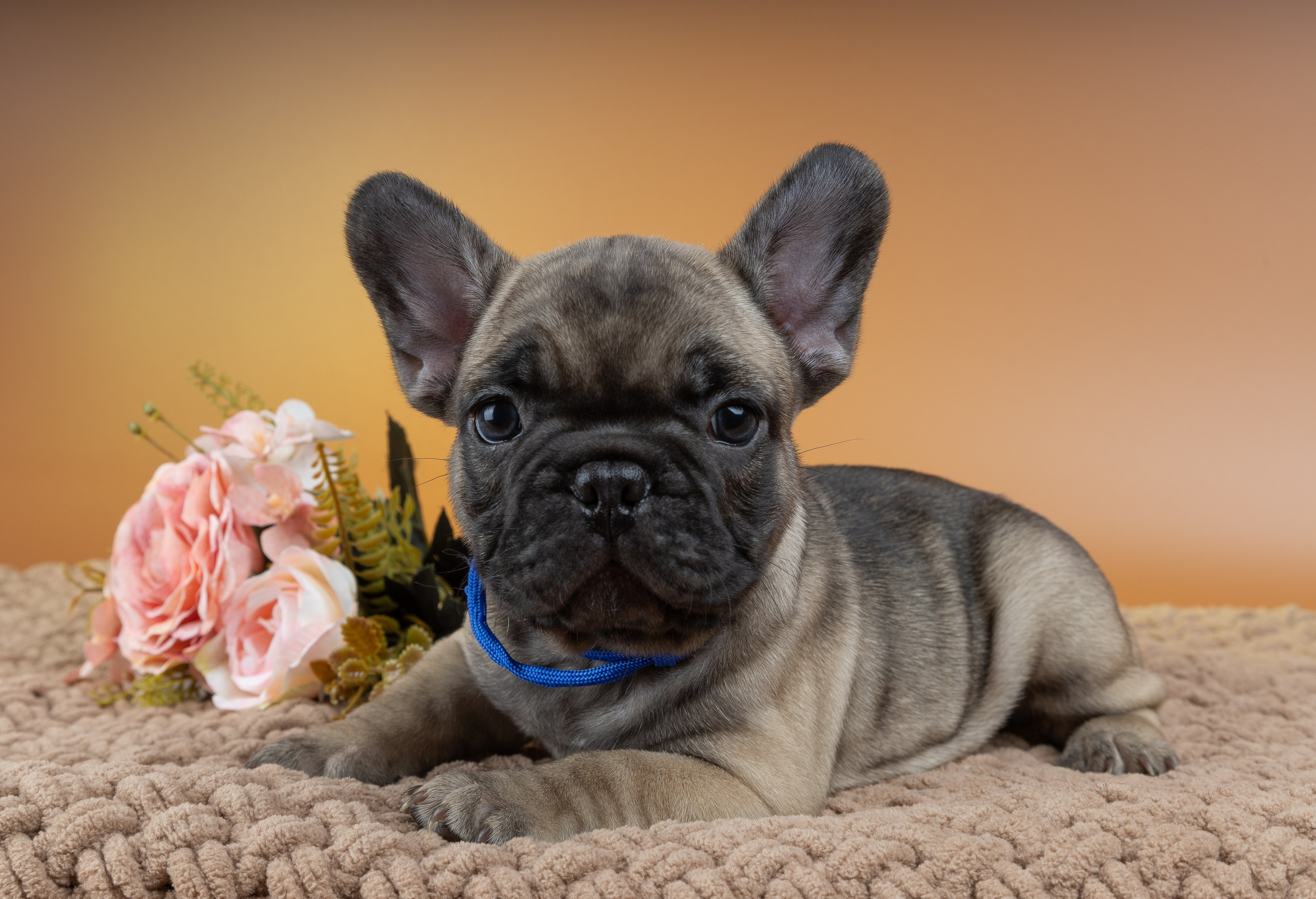 Французские бульдоги (студия). Фотограф-анималист в Москве, МО и Владимире