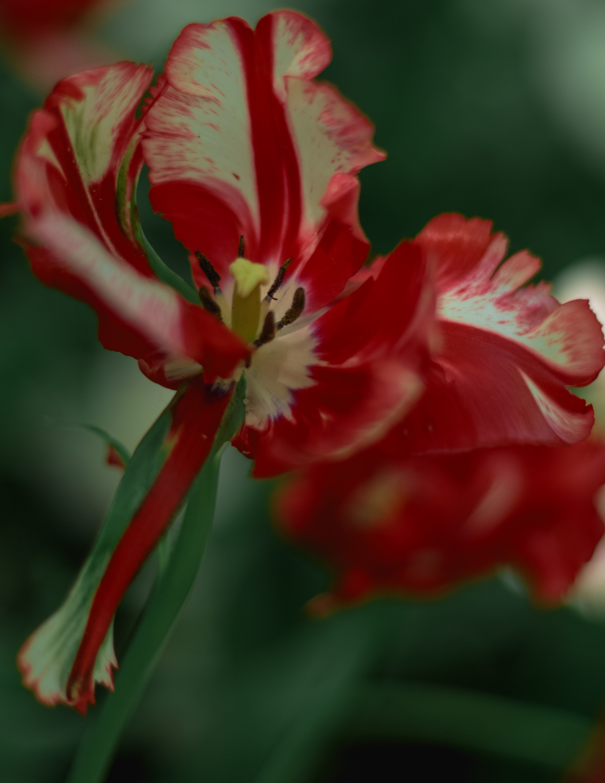 Природа &. Фотохудожник в СПб