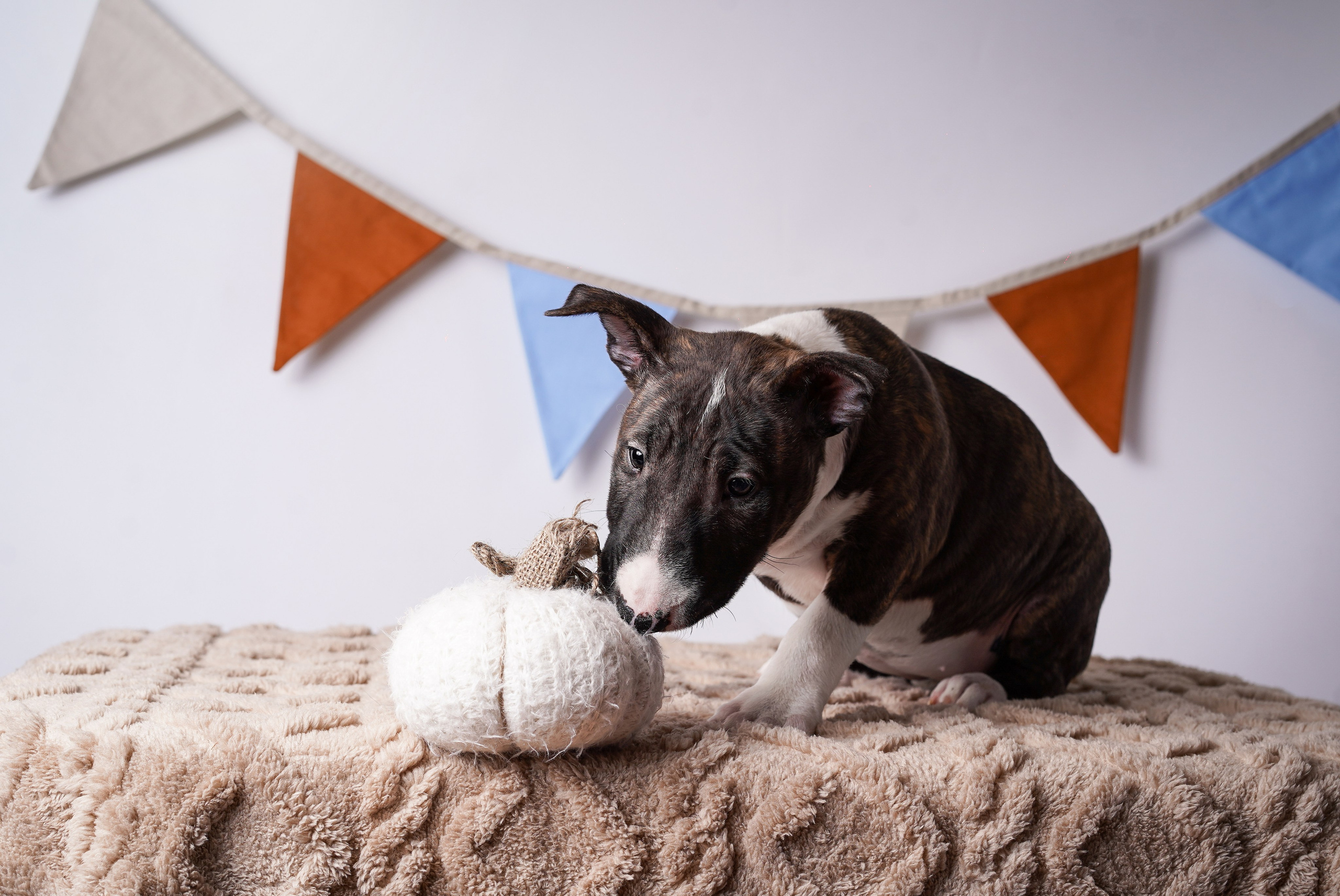 Щенки минибультерьера. Фотограф-анималист в Санкт-Петербурге Яна Мартынова