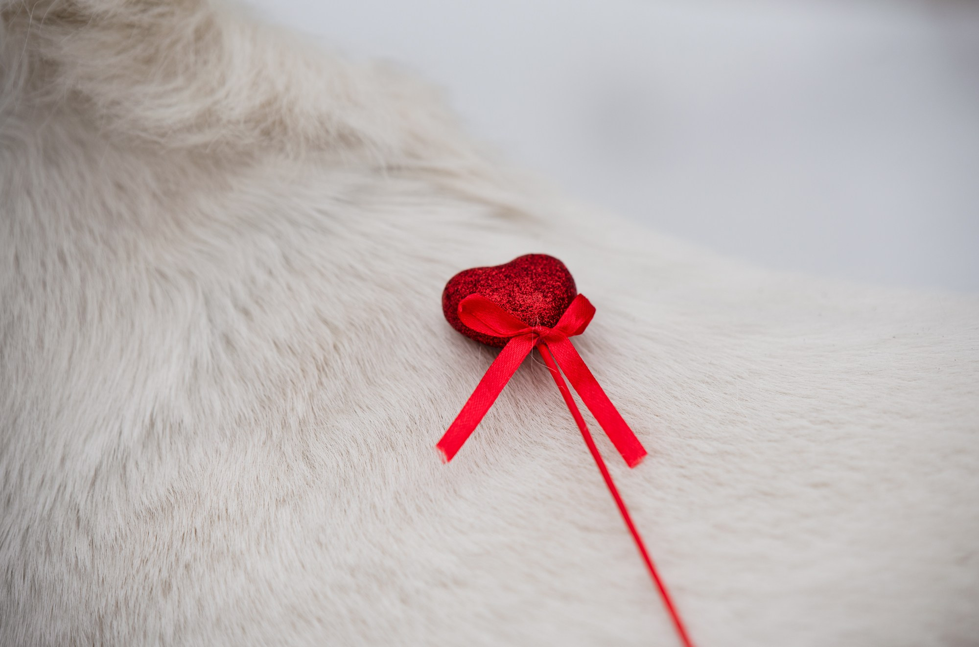 Портрет лошади, лошадь, конь, фото лошади, фотография лошади, конный фотограф, съемка лошадей, фотограф лошадей, конная фотография, конный фотограф, конный фотограф в спб, профессиональный фотограф спб, фотограф спб, ахалтекинец, рысак, спортивная лошадь, конный клуб, фотосессия с лошадьми, тракененская лошадь, зима, лошадь зимой, пейзаж, зимний лес свободные лошади, орловец, орловский рысак, орловская рысистая порода, новый год, новогодняя фотосессия, съемки с лошадьми, фото с лошадью