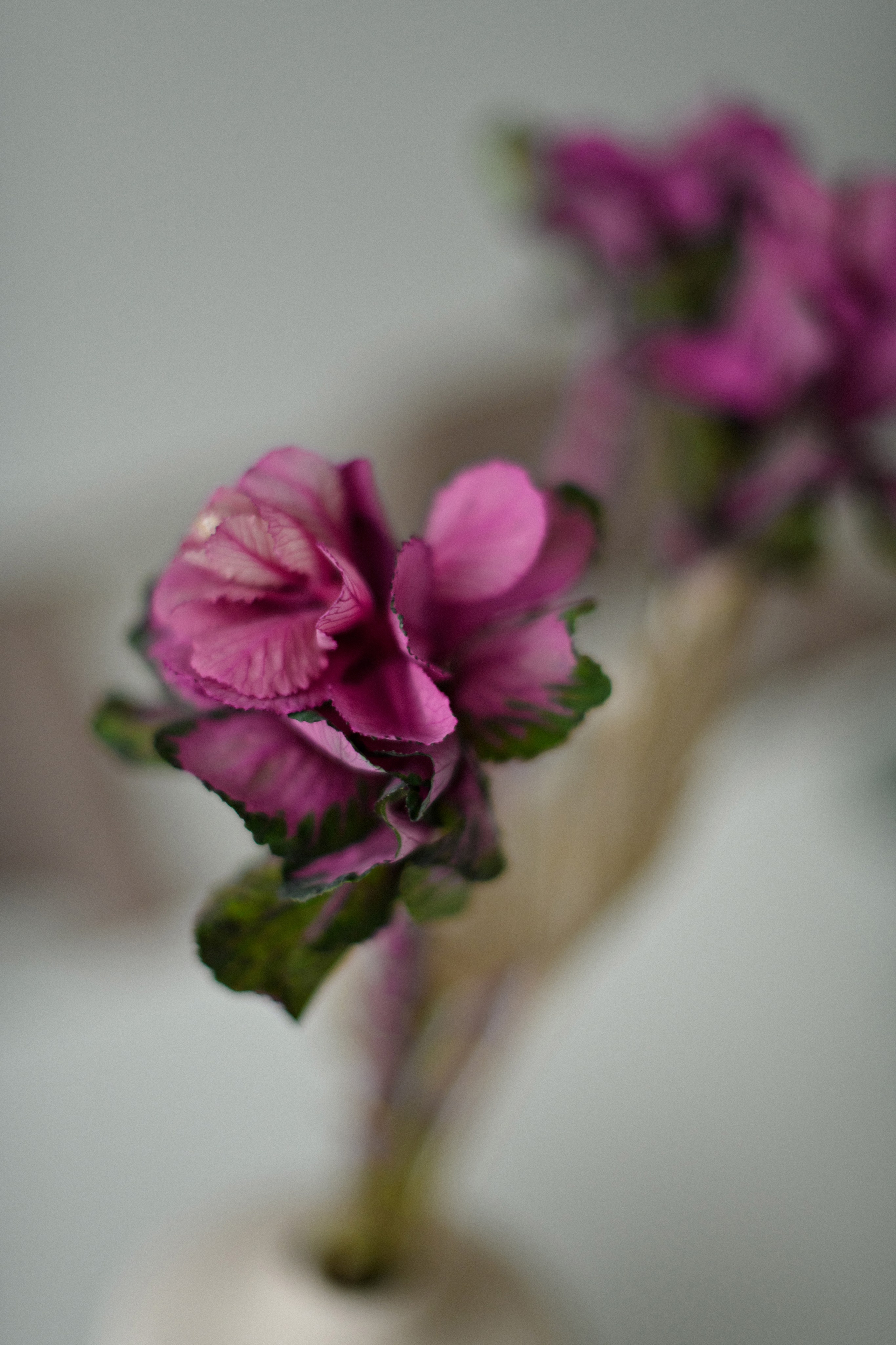 Нутрициолог. Свадебный фотограф в Санкт-Петербурге София Шубик