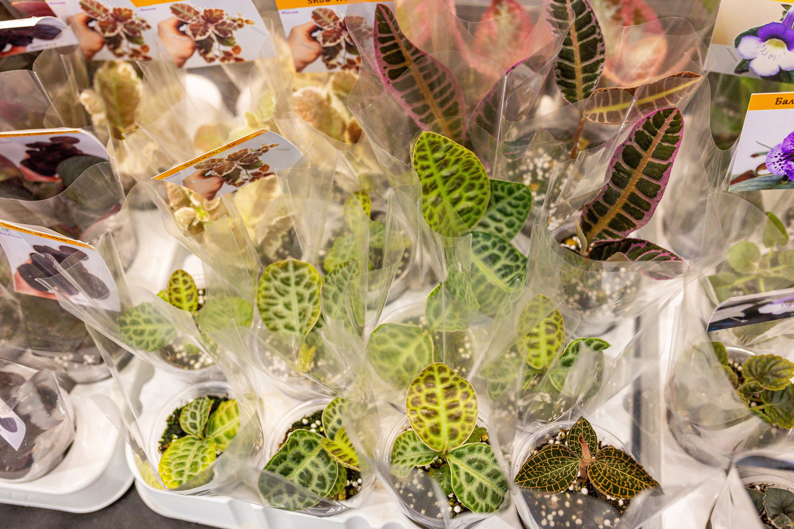 Монстериум апрель 2025. Александра Куликова фотограф, Москва